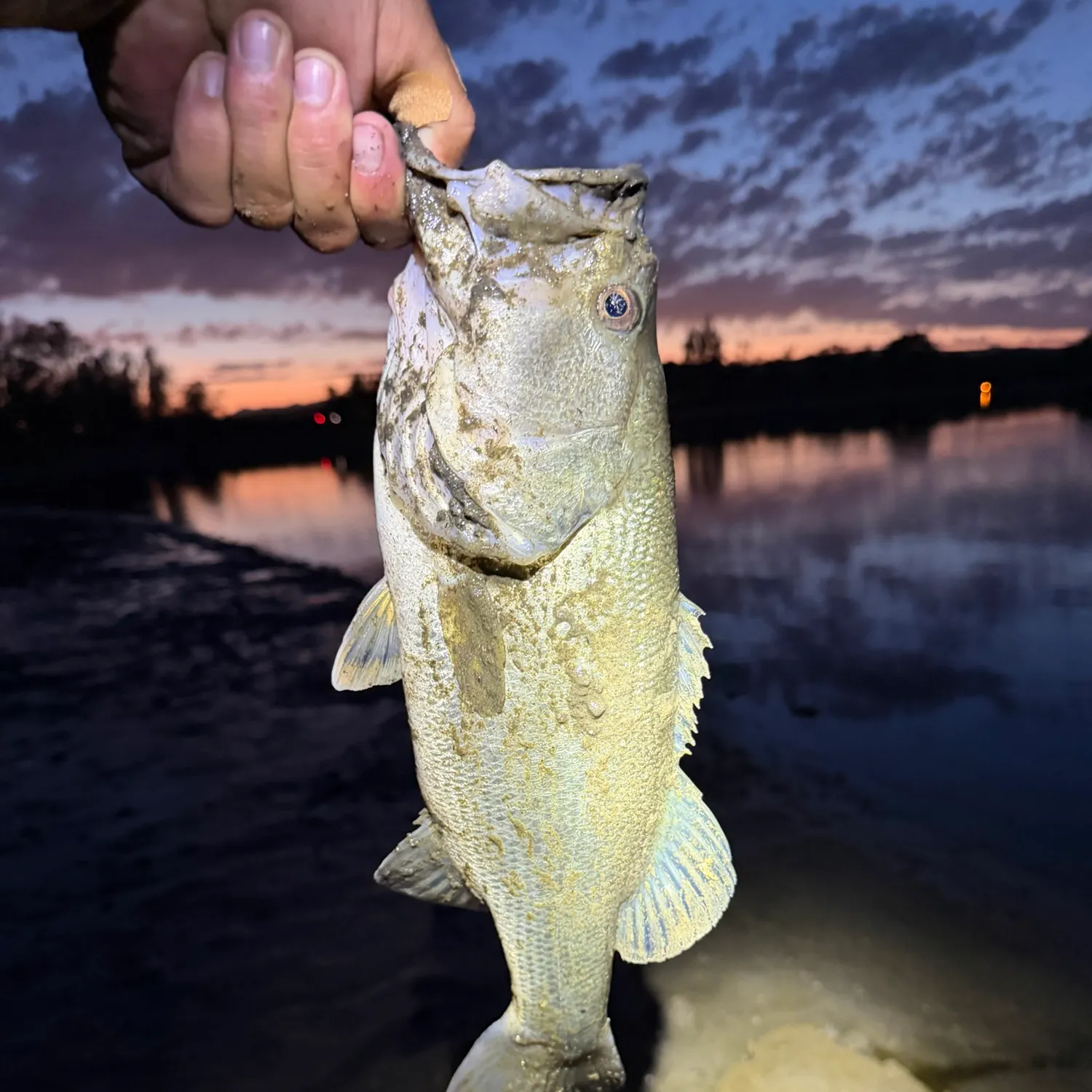 Smallmouth bass caught on Fishbrain