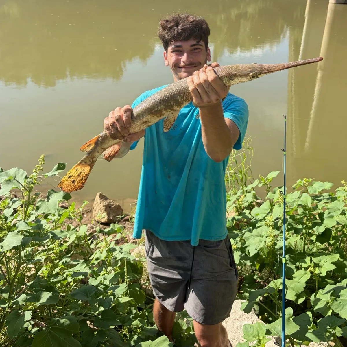 Longnose gar caught on Fishbrain