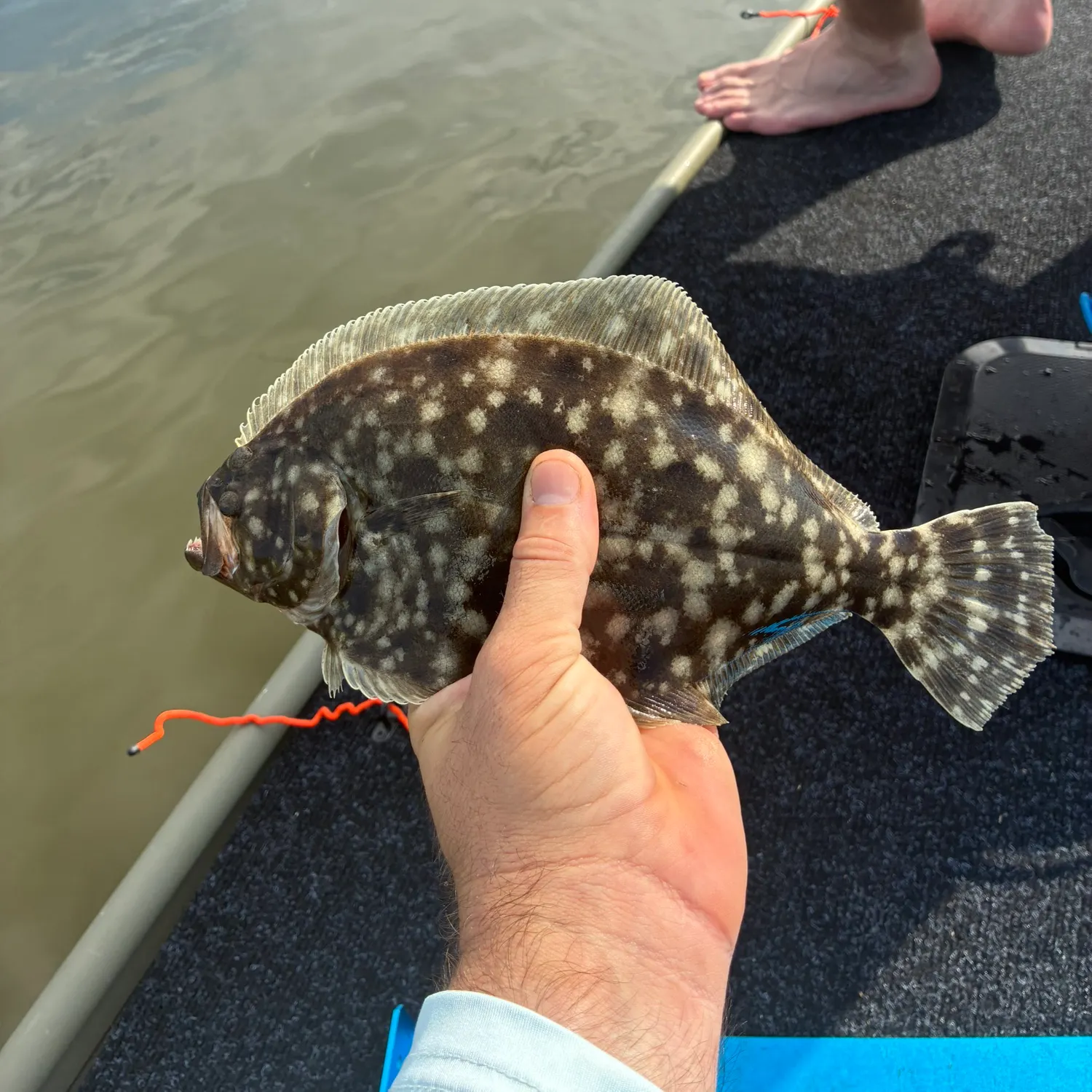 Summer flounder caught on Fishbrain
