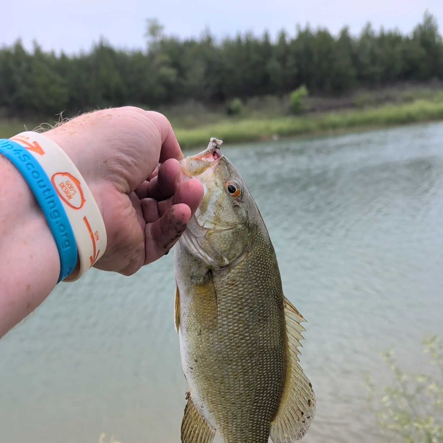 Smallmouth bass caught on Fishbrain