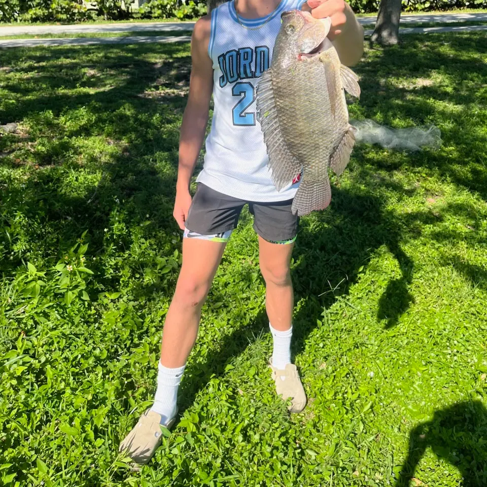 The most recent Nile tilapia catches on Fishbrain