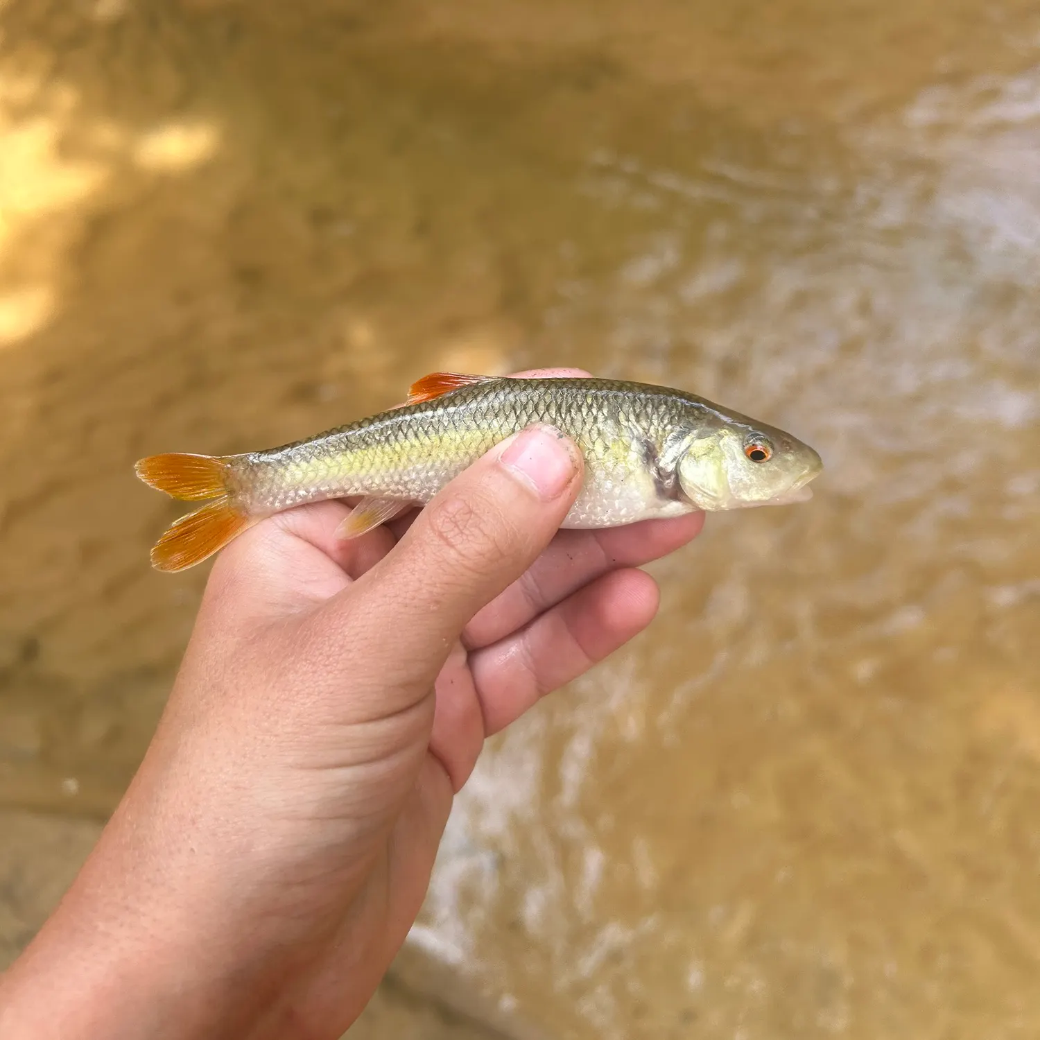 The most recent Redtail chub catches on Fishbrain