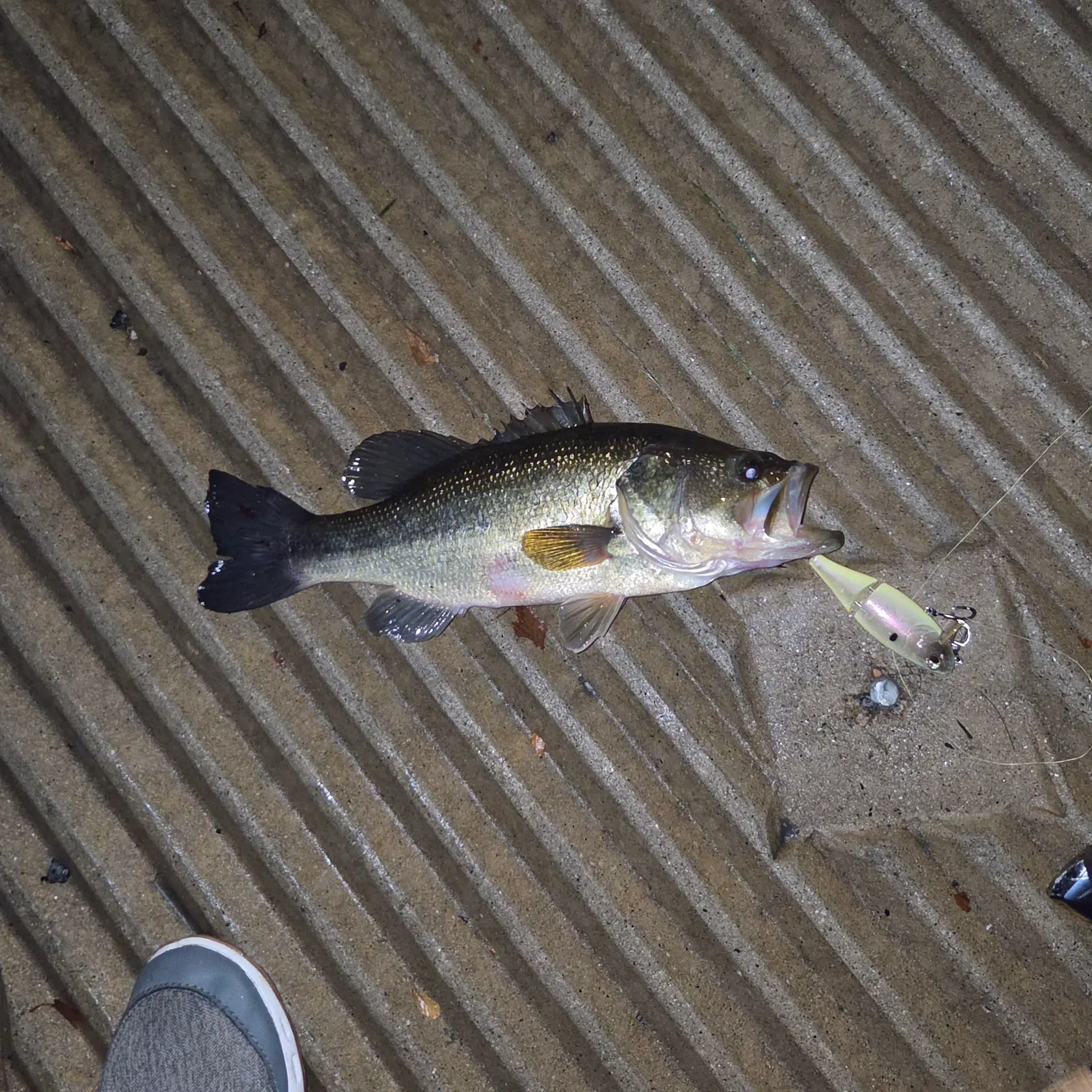 Largemouth bass caught on Fishbrain