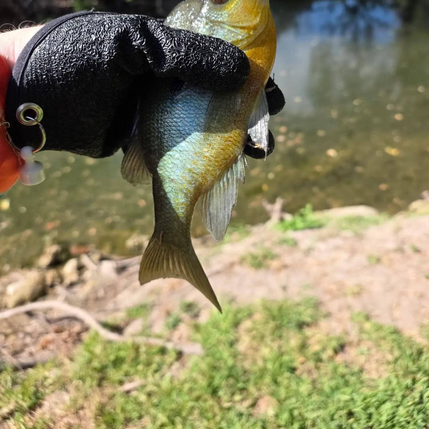 Redbreast sunfish caught on Fishbrain