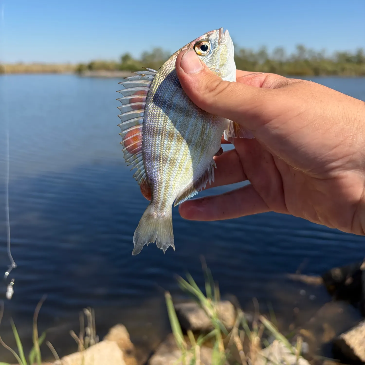 Pinfish caught on Fishbrain