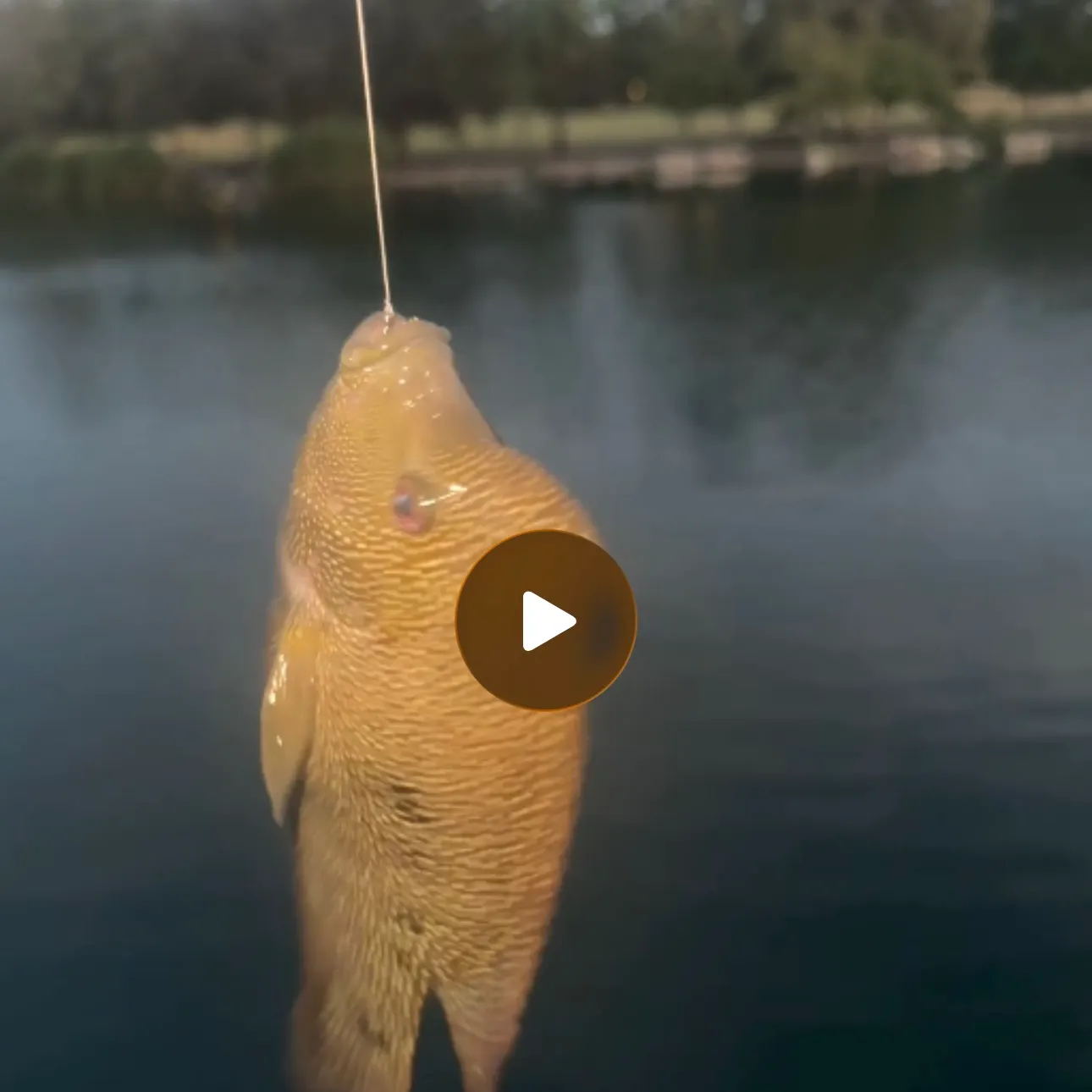 Crucian carp caught on Fishbrain
