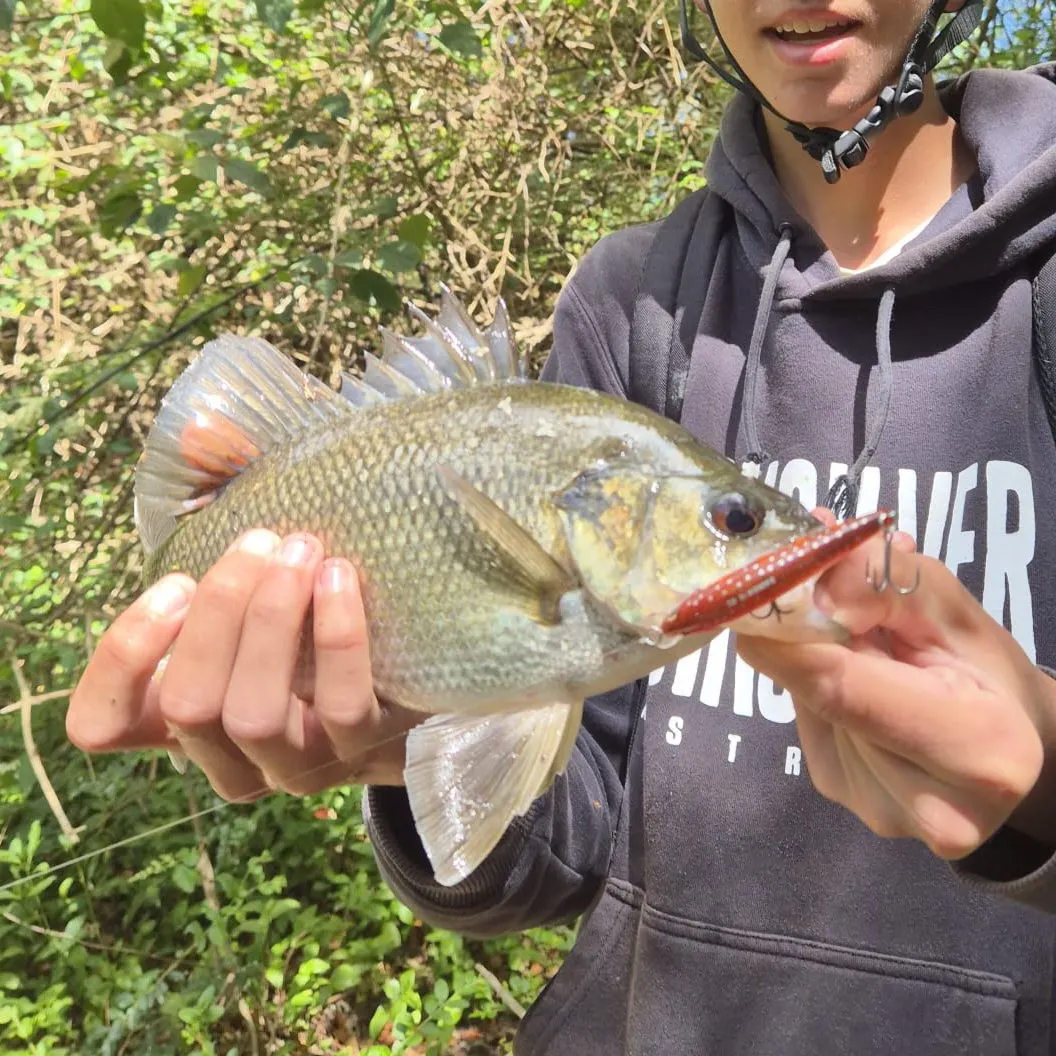 Australian bass caught on Fishbrain