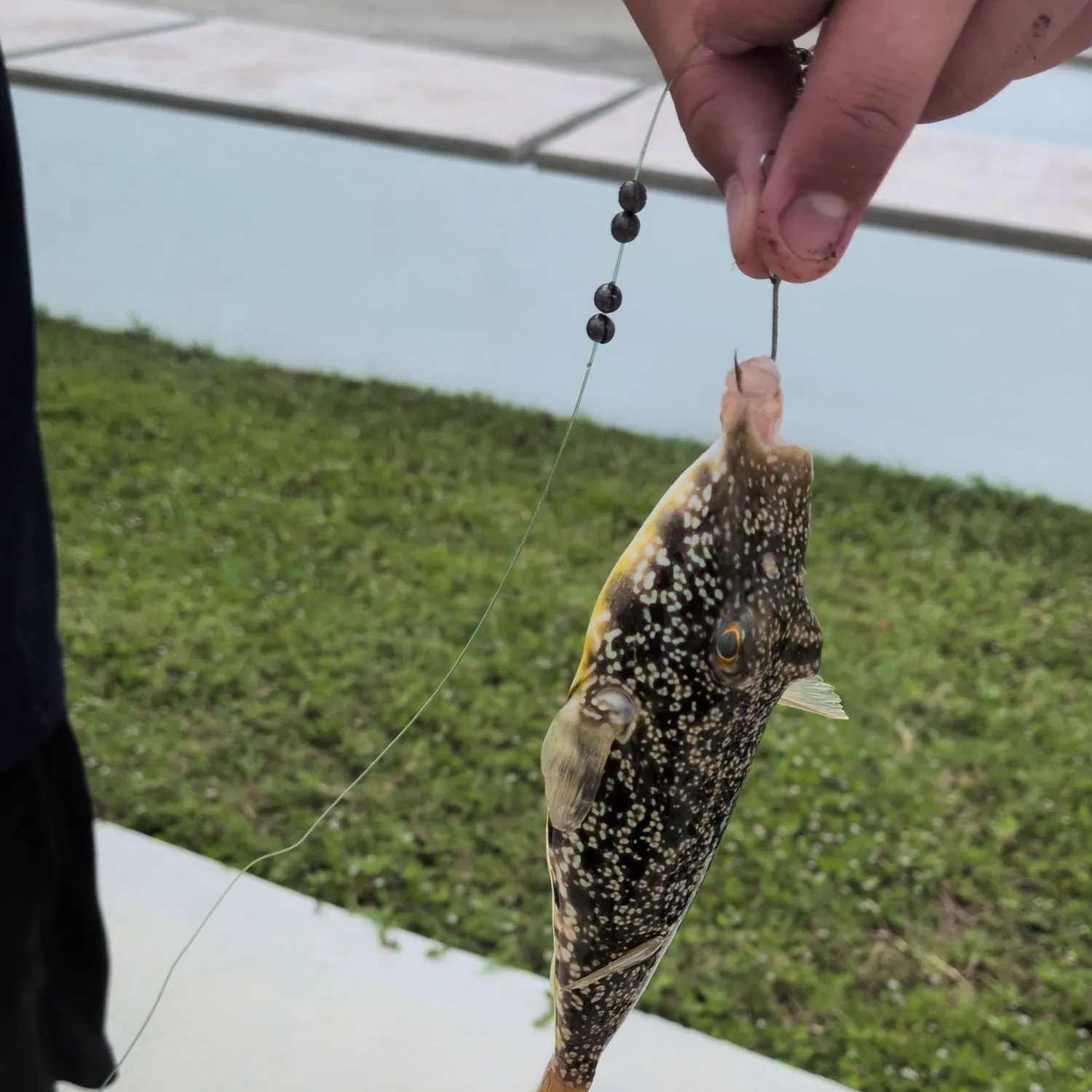 The most recent Southern puffer catches on Fishbrain