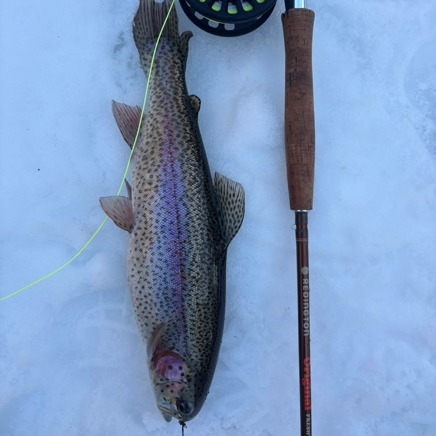 The most recent Rainbow trout catches on Fishbrain