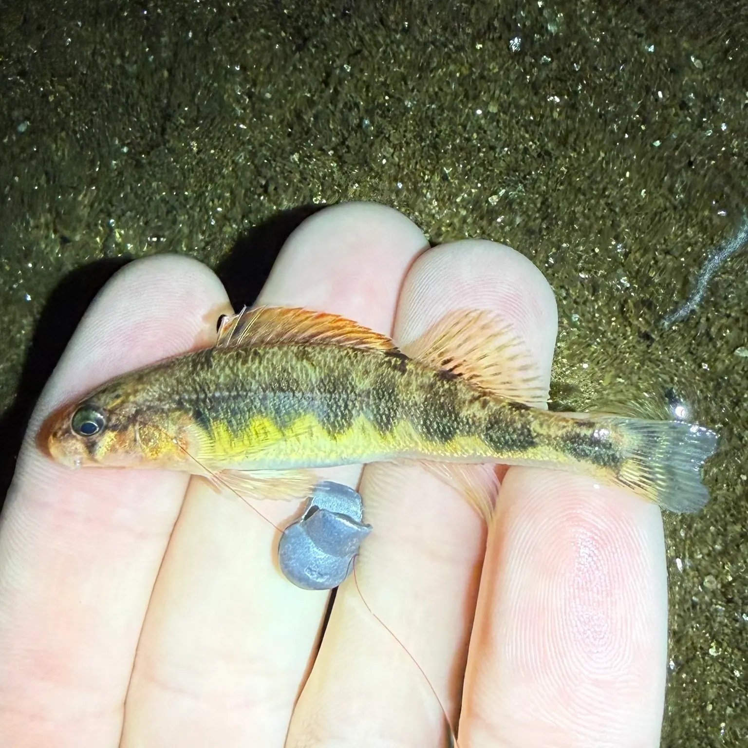 The most recent Gilt darter catches on Fishbrain