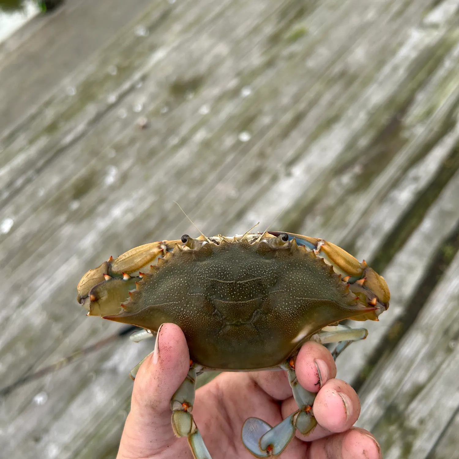Blue crab caught on Fishbrain