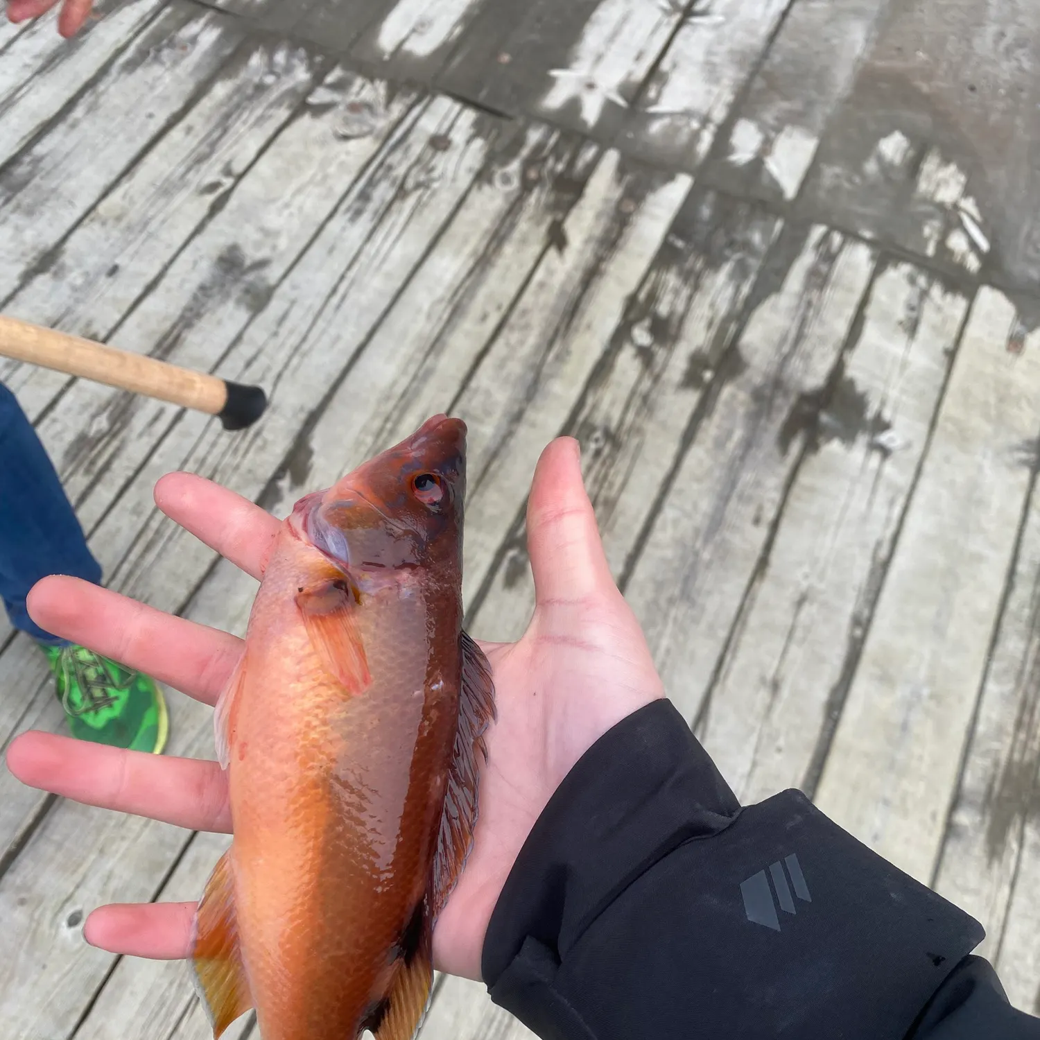 Cuckoo wrasse caught on Fishbrain