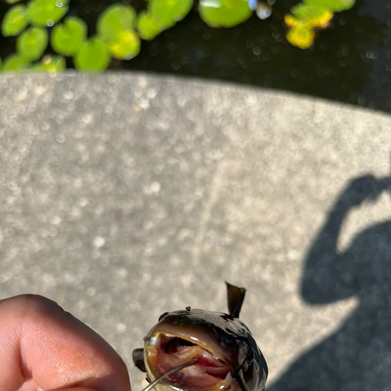 catch