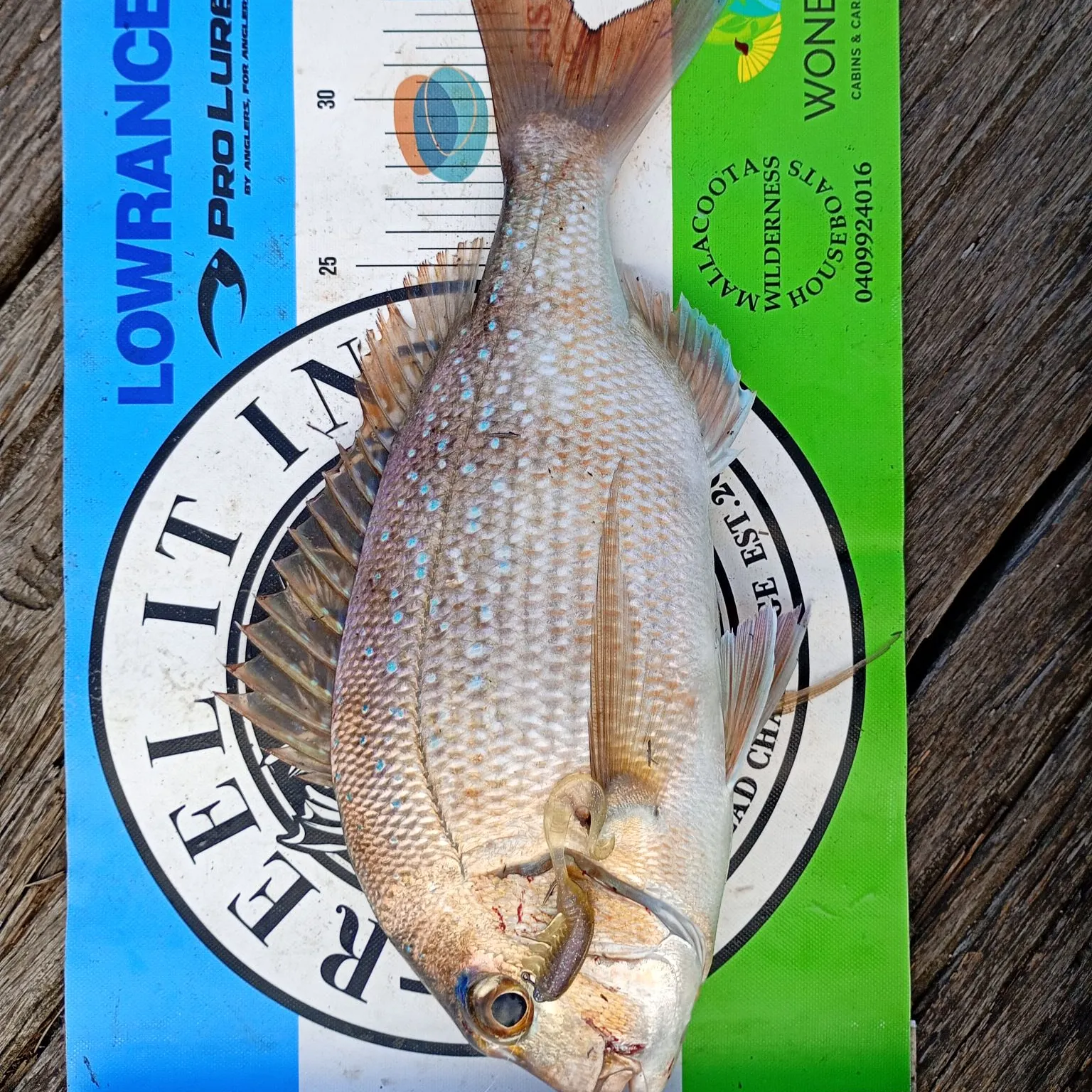 The most recent Australasian snapper catches on Fishbrain