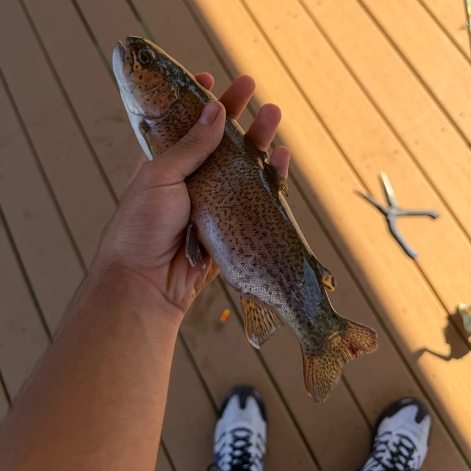 Rainbow trout caught on Fishbrain