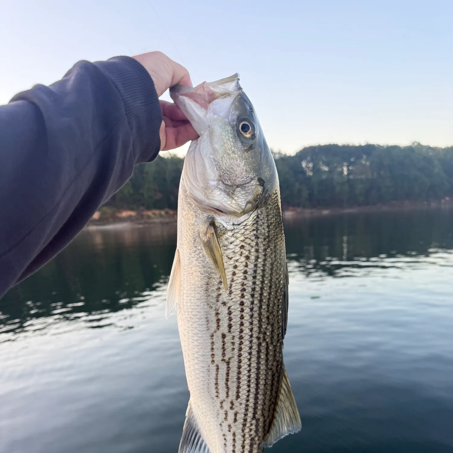 Striped bass caught on Fishbrain