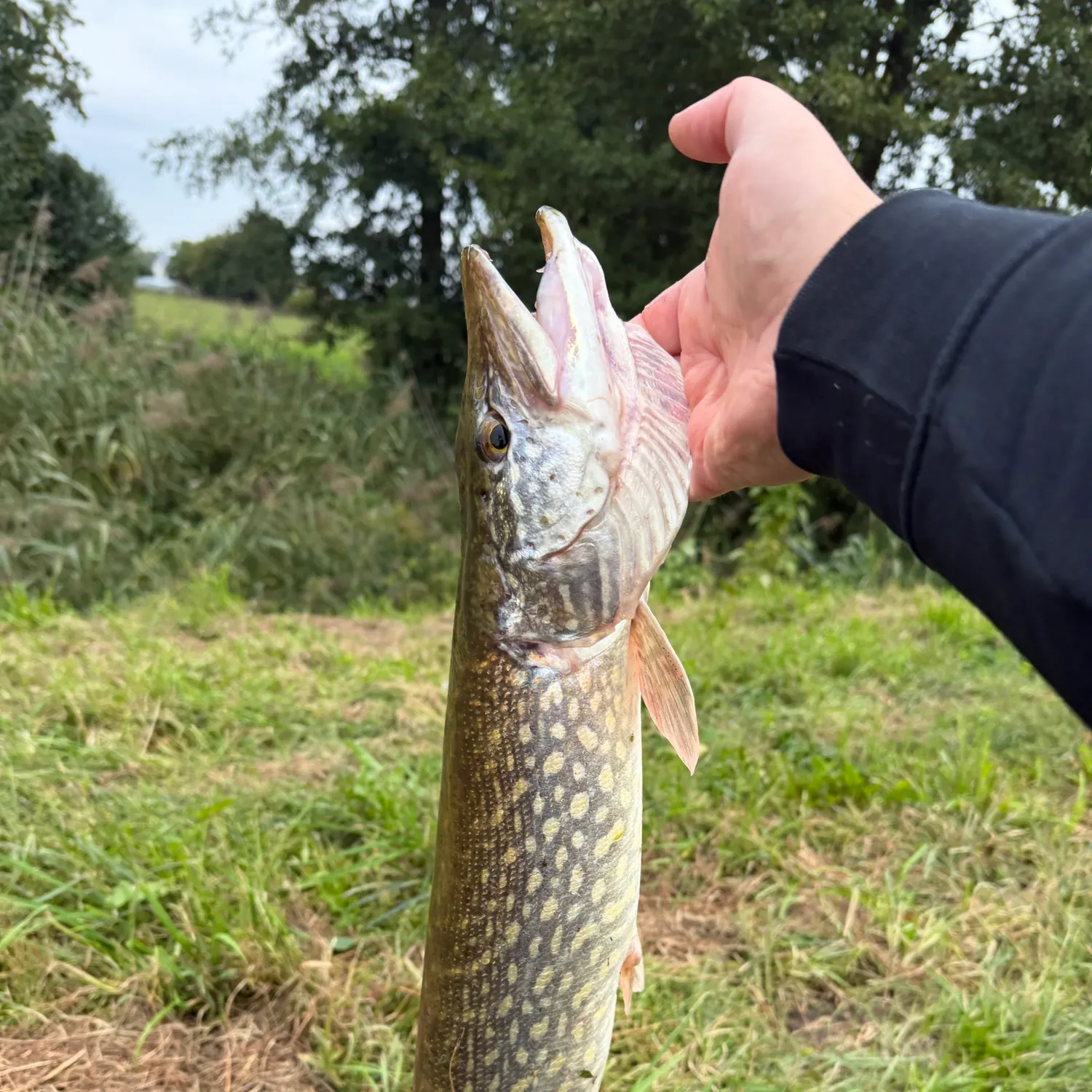 Northern pike caught on Fishbrain