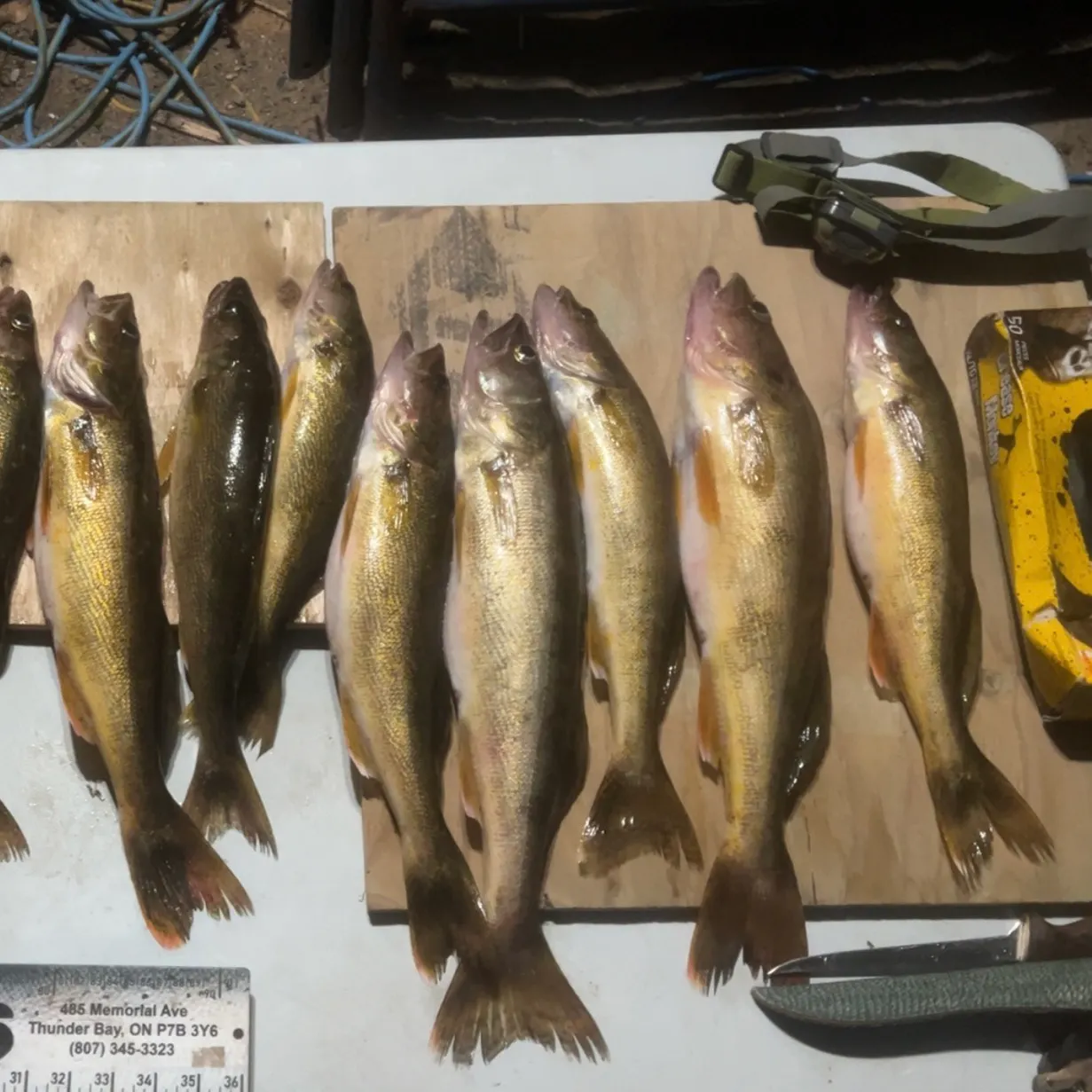 The most recent Walleye catches on Fishbrain