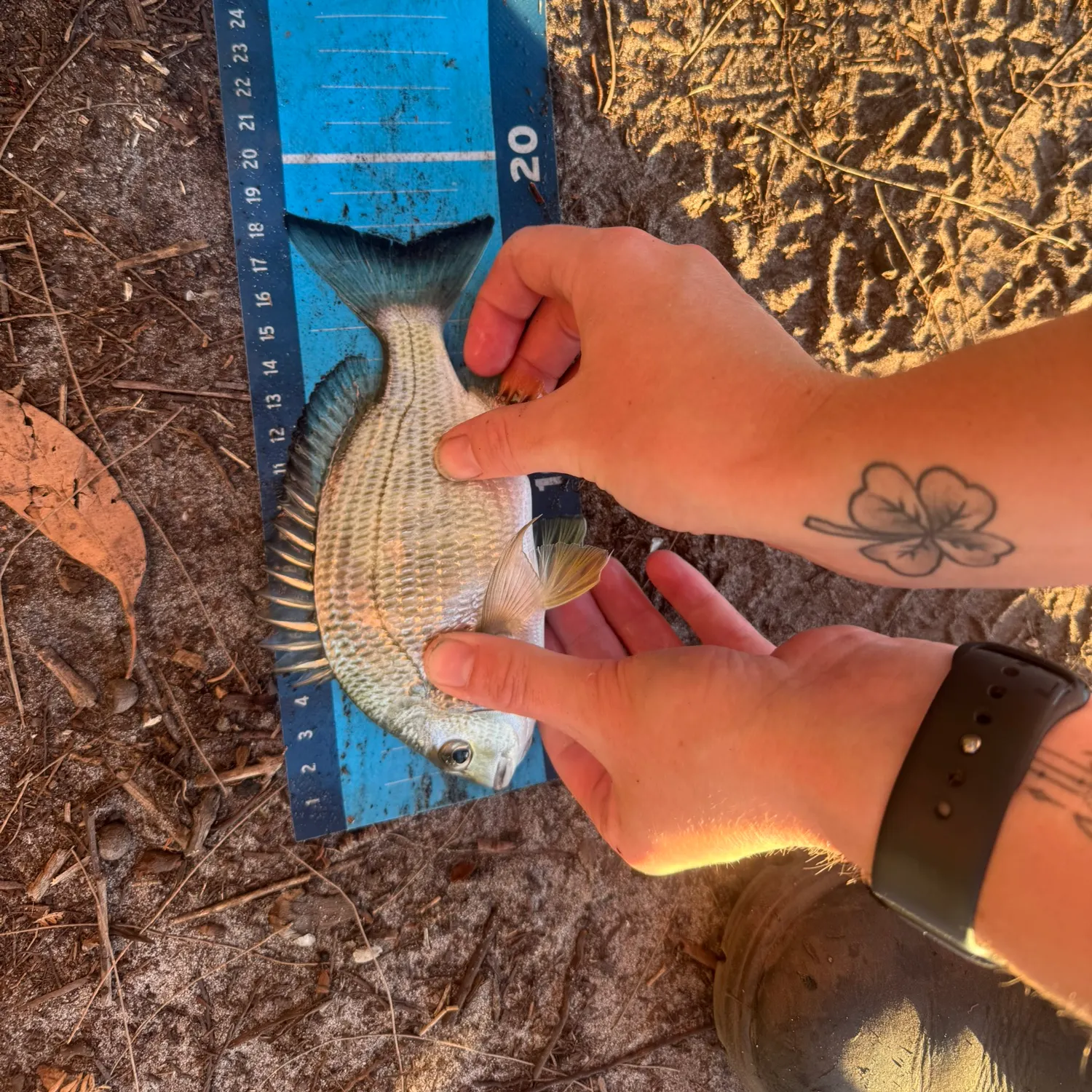recently logged catches