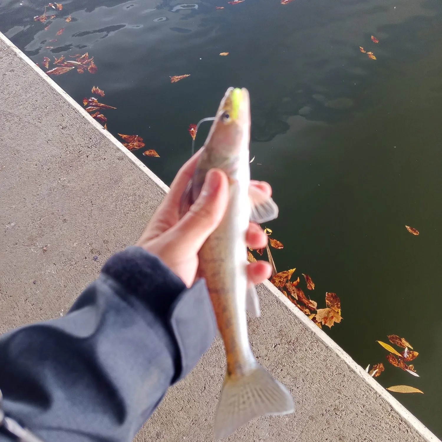 Zander caught on Fishbrain