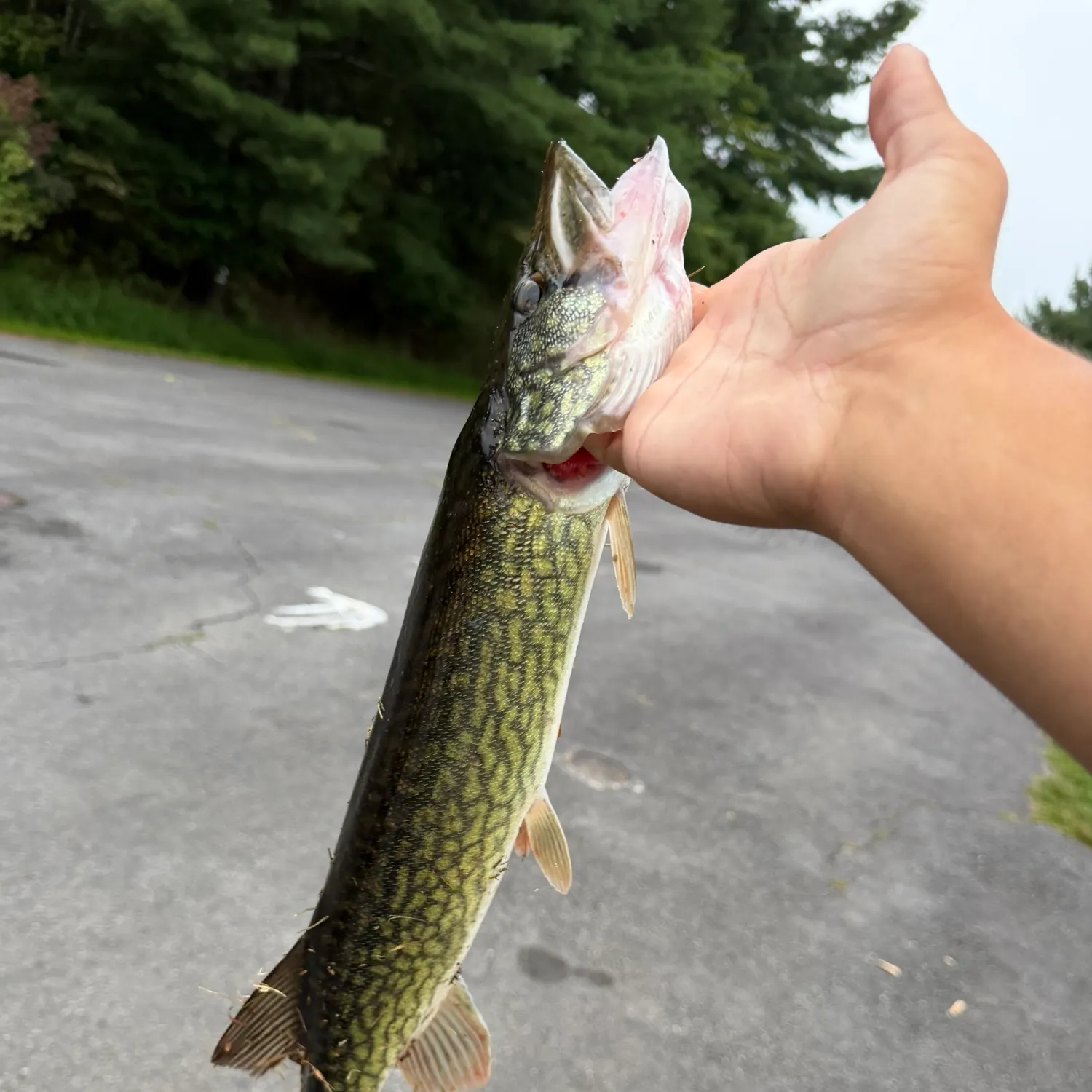 Chain pickerel caught on Fishbrain