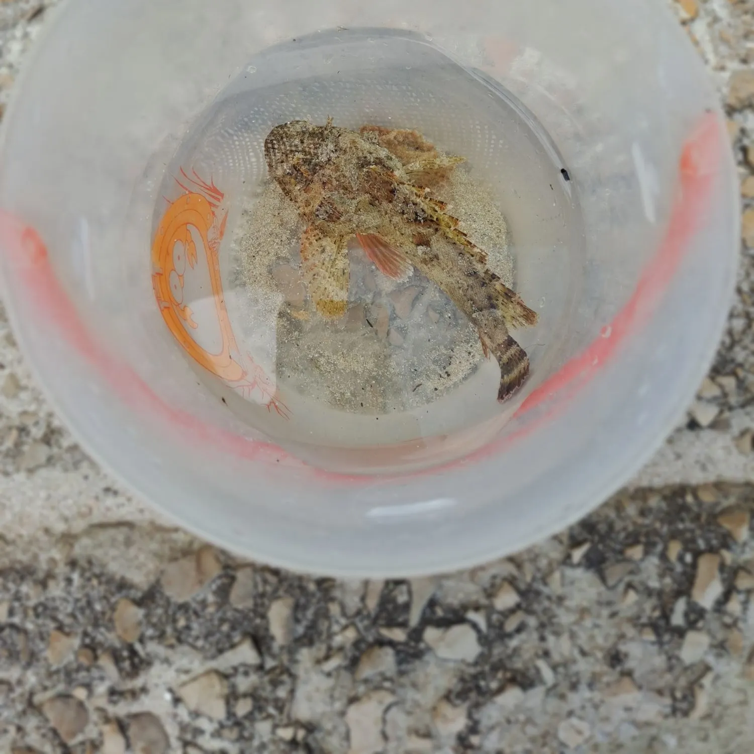 California scorpionfish caught on Fishbrain