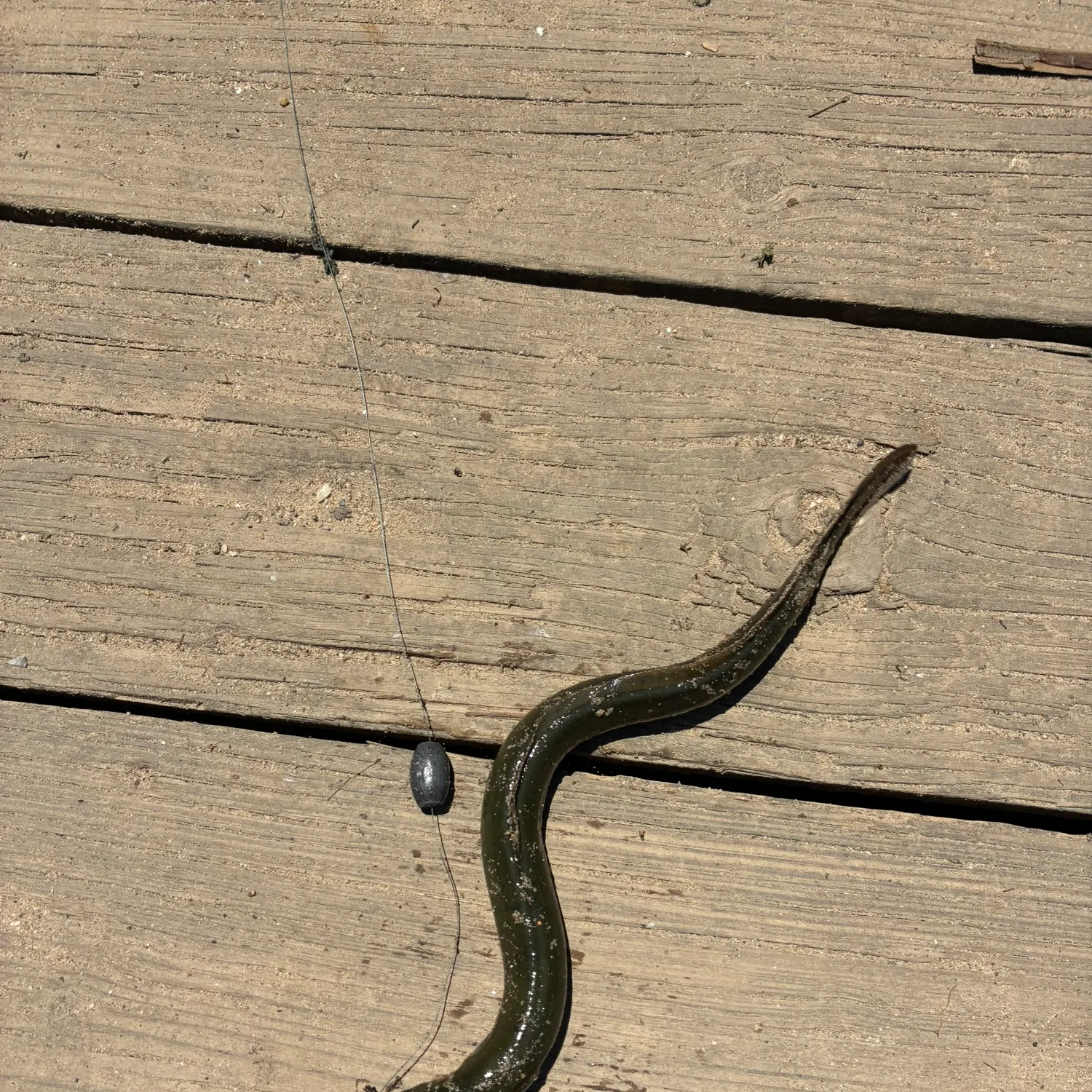 The most recent American eel catches on Fishbrain