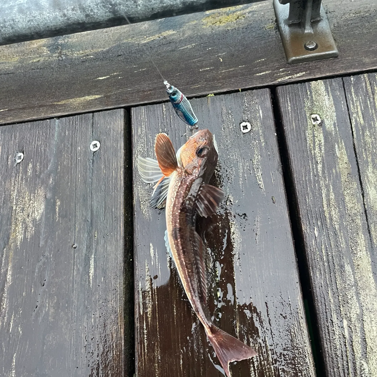 Grey gurnard caught on Fishbrain