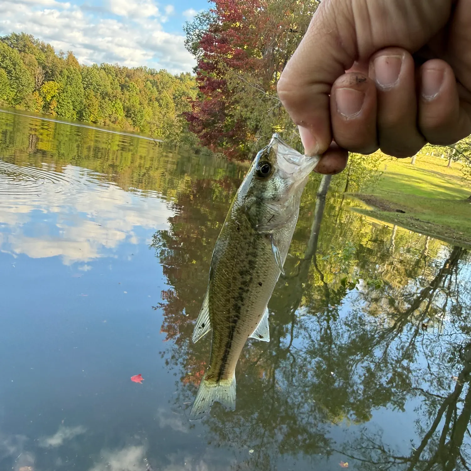 Largemouth bass caught on Fishbrain