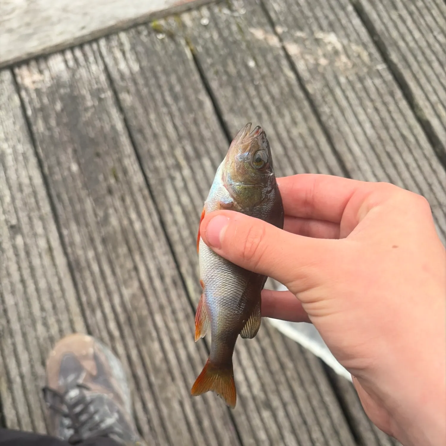 European perch caught on Fishbrain