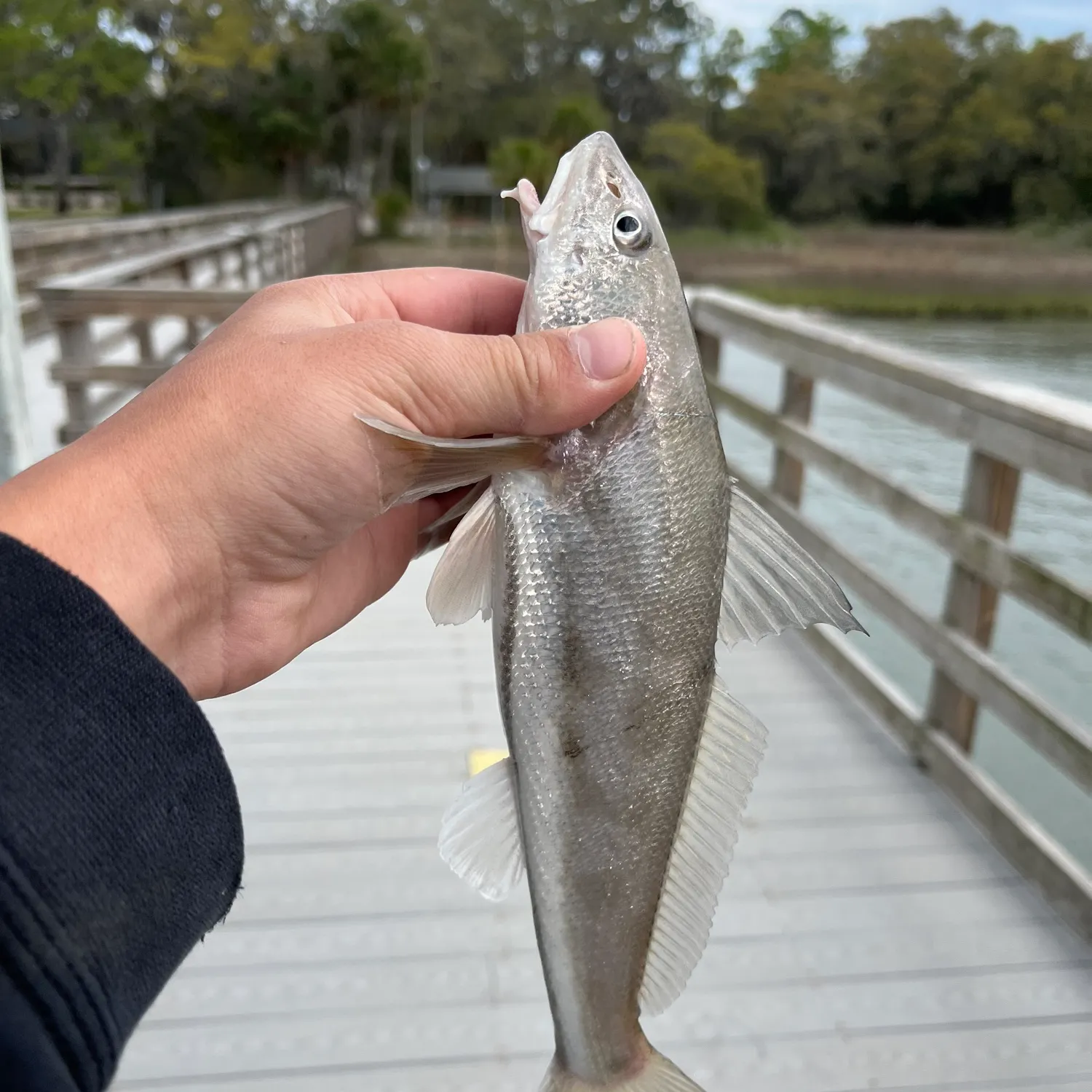 The most recent Northern kingcroaker catches on Fishbrain