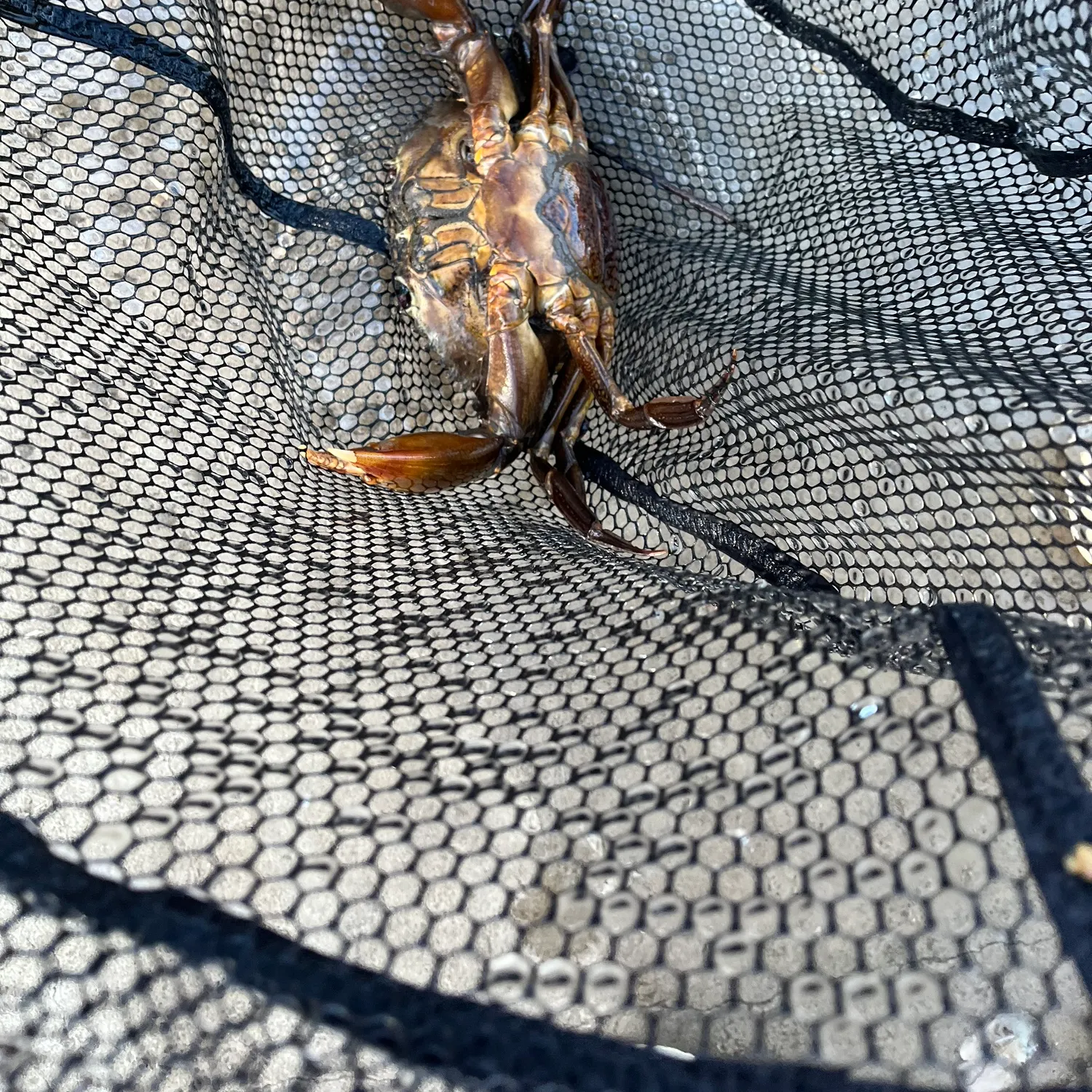 The most recent Giant mud crab catches on Fishbrain