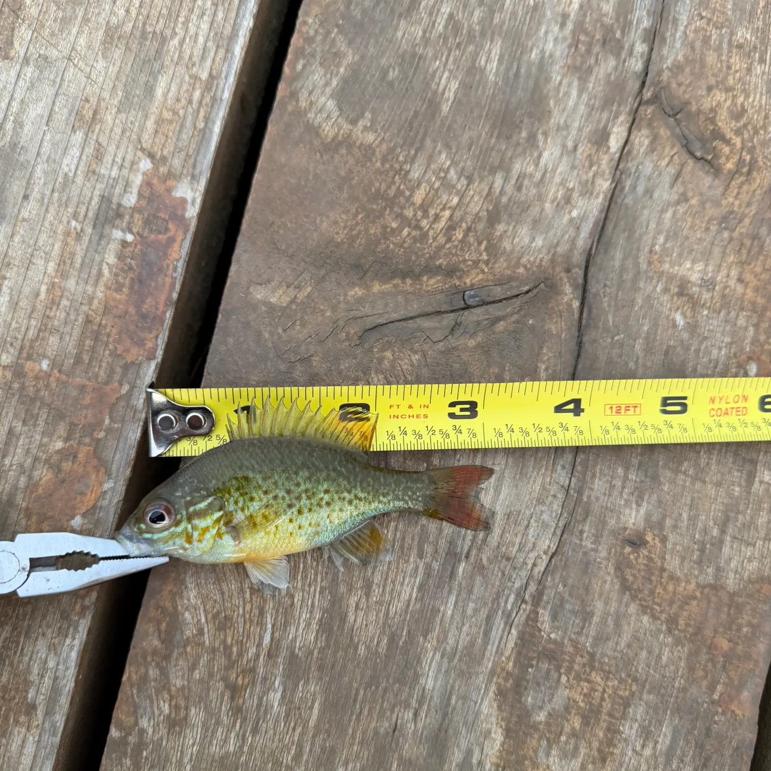 Pumpkinseed caught on Fishbrain