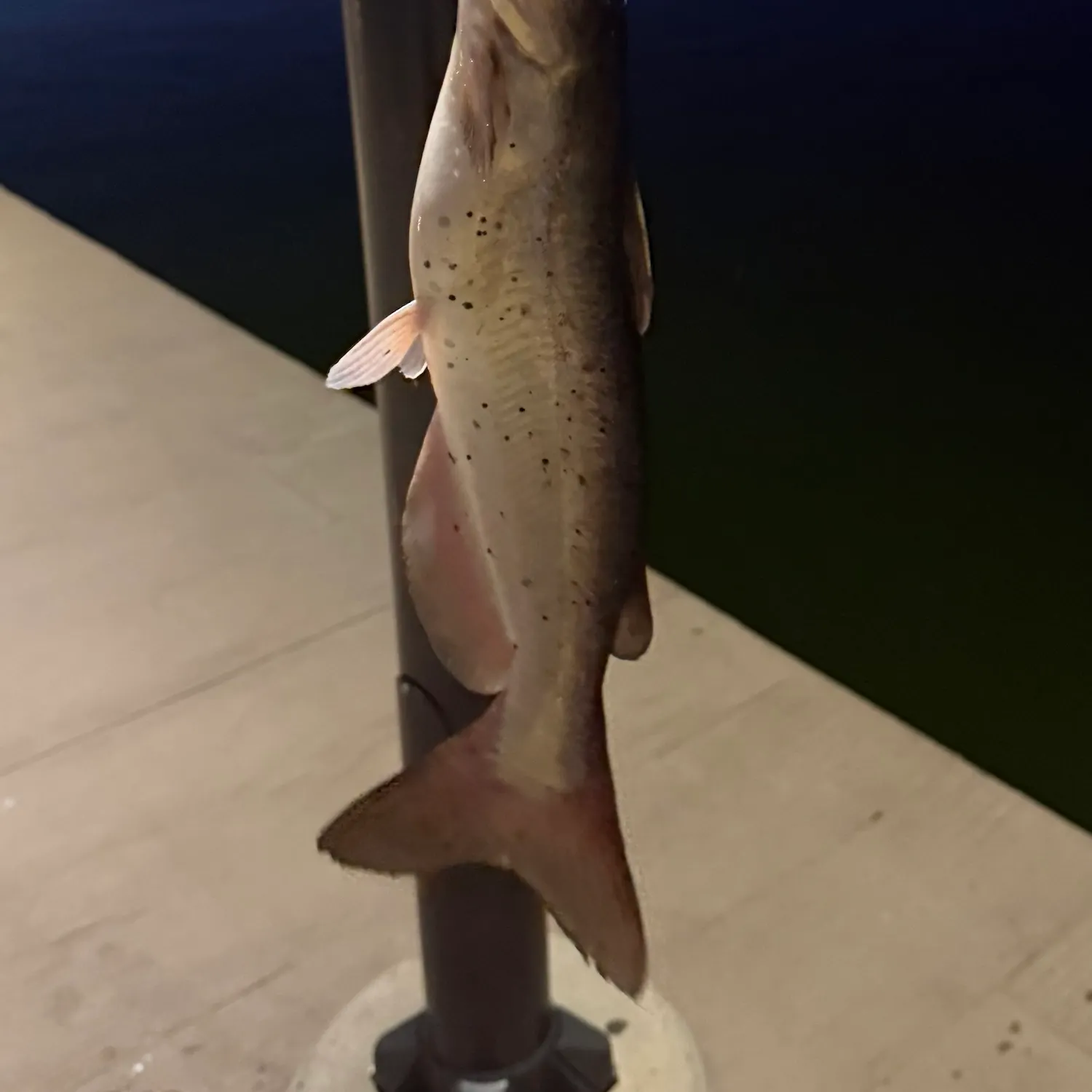 Channel catfish caught on Fishbrain