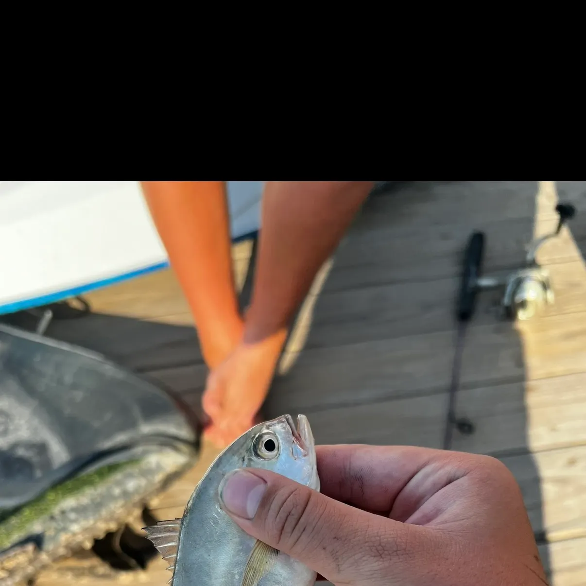 The most recent Yellow jack catches on Fishbrain