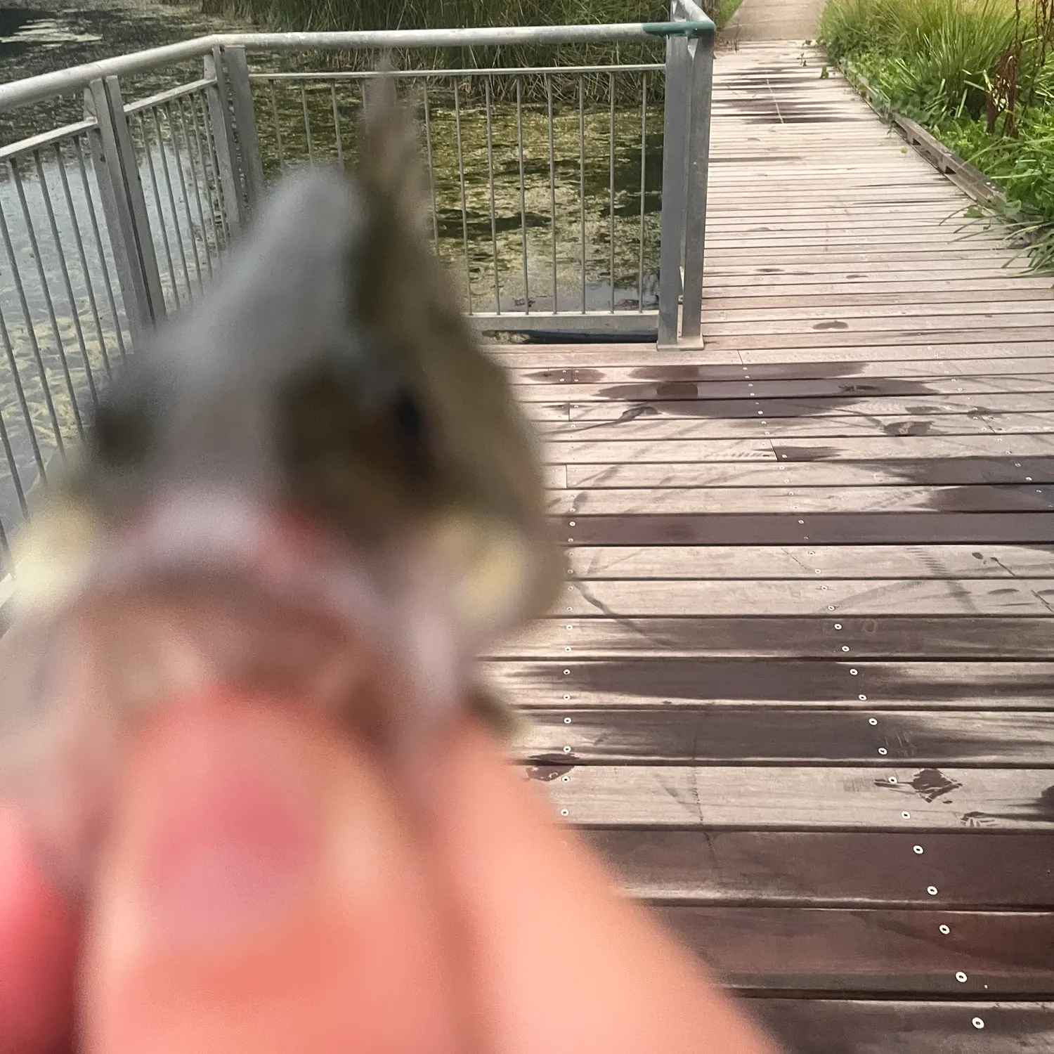 The most recent Australian bass catches on Fishbrain