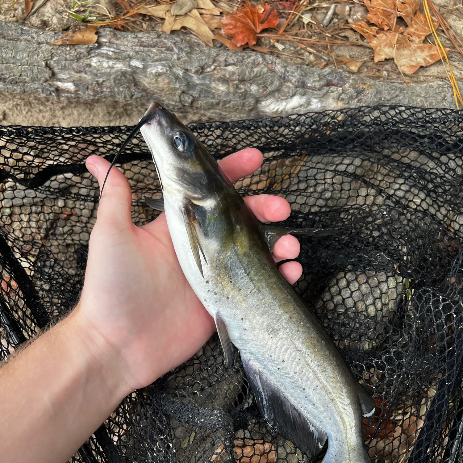 Channel catfish caught on Fishbrain