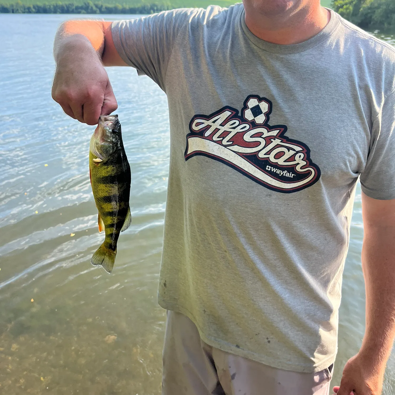 Yellow perch caught on Fishbrain