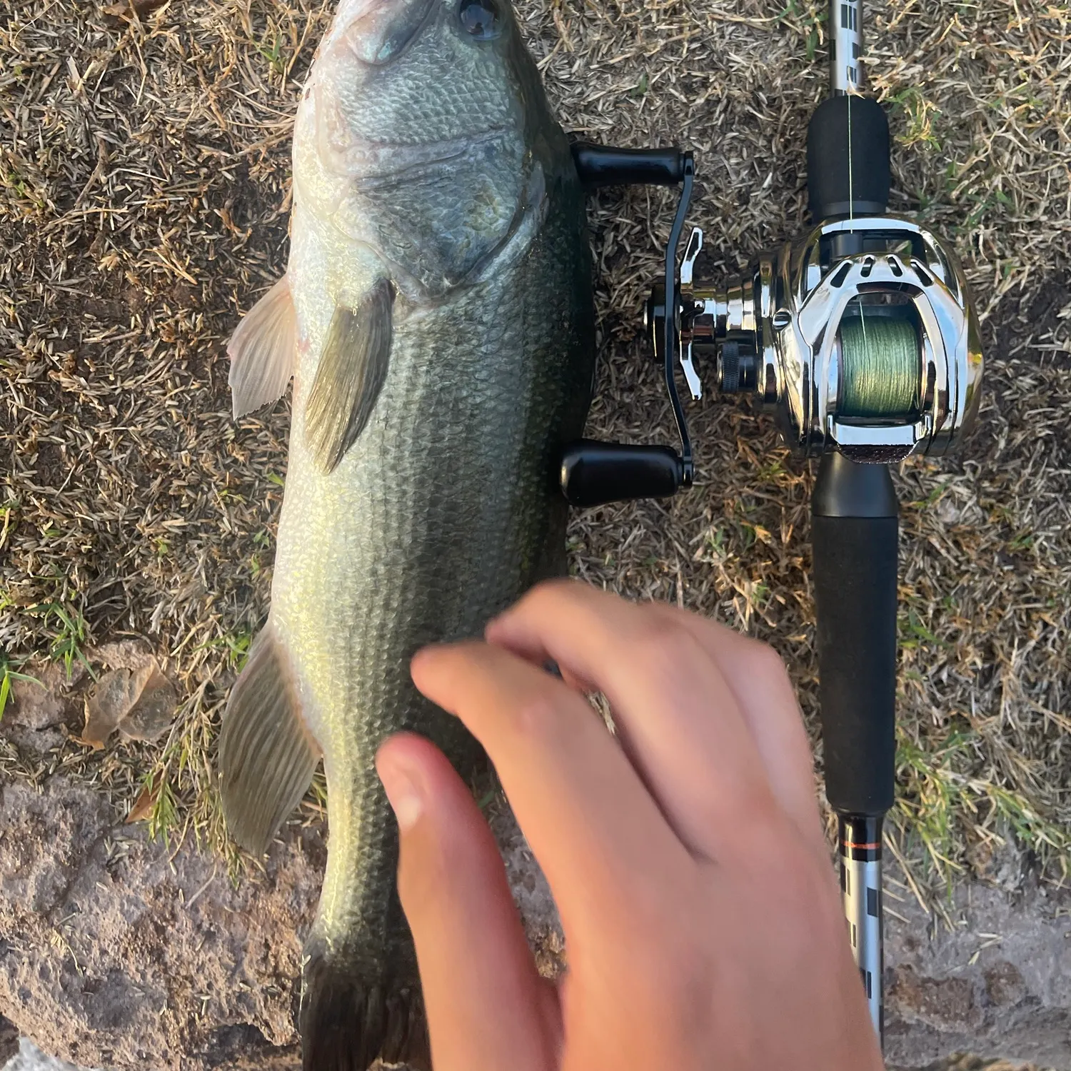 Largemouth bass caught on Fishbrain