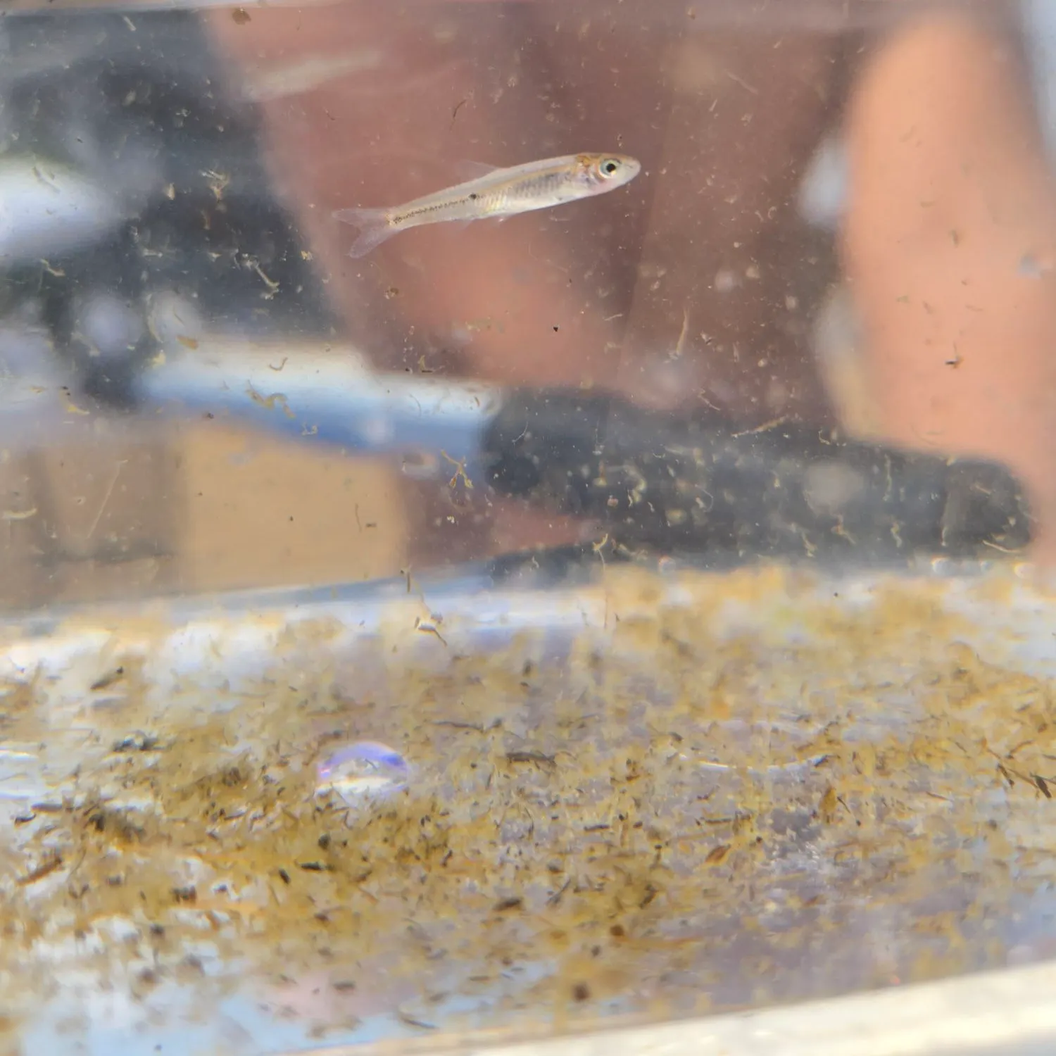 The most recent Emerald shiner catches on Fishbrain