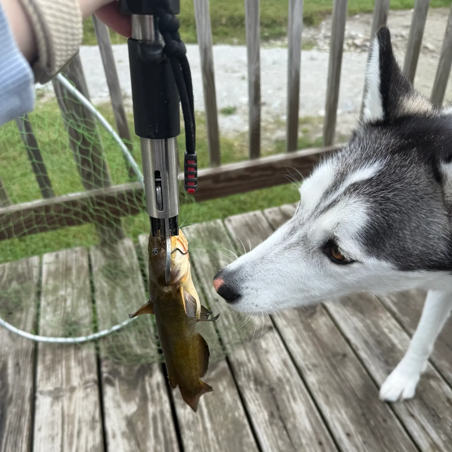 Fish caught on Fishbrain