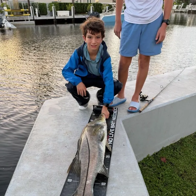Common snook caught on Fishbrain