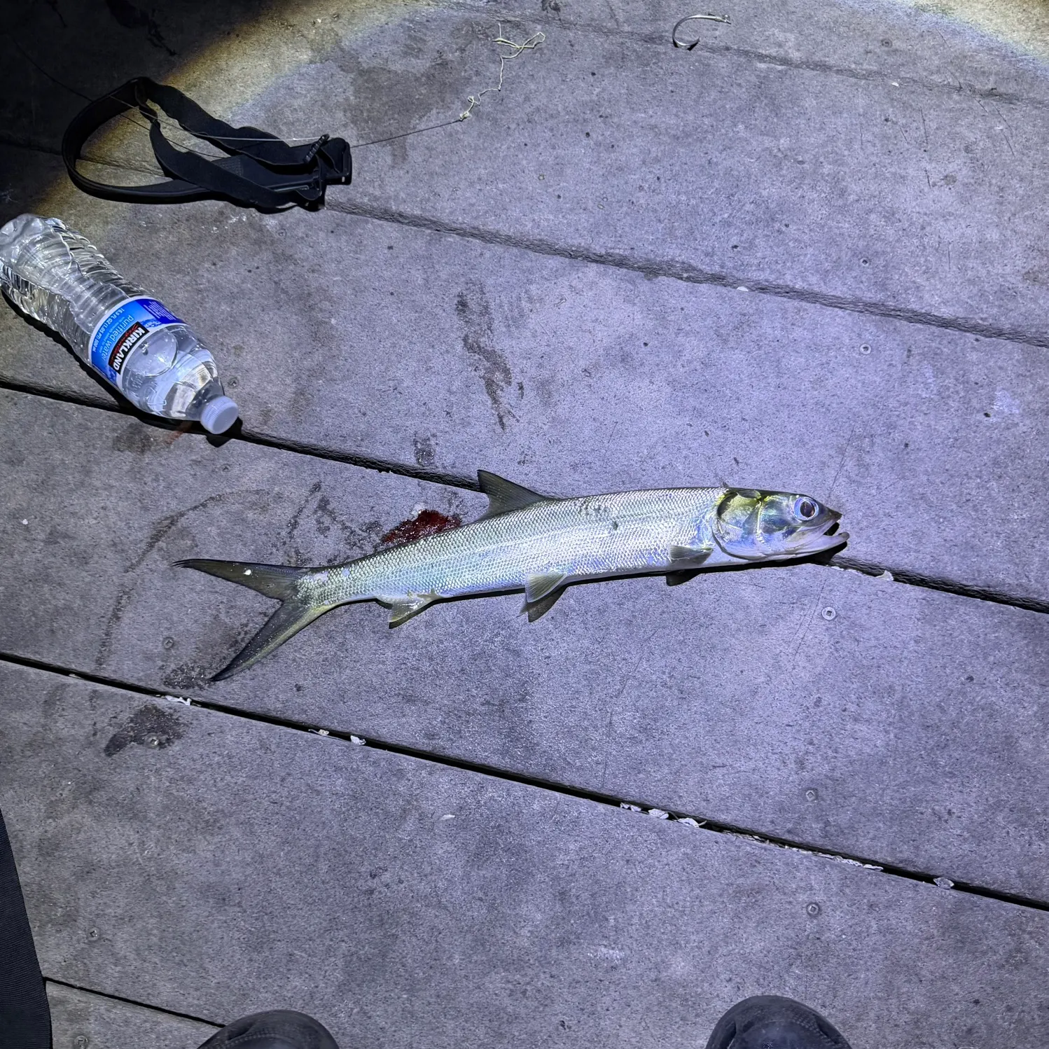 Ladyfish caught on Fishbrain