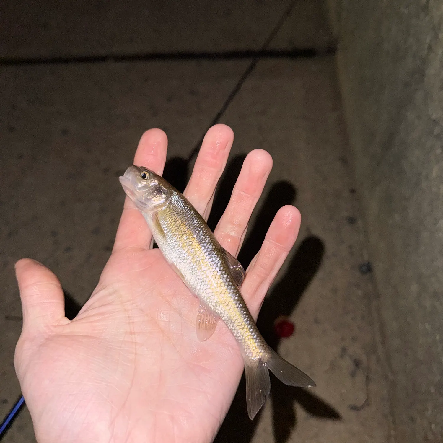 Creek chub caught on Fishbrain