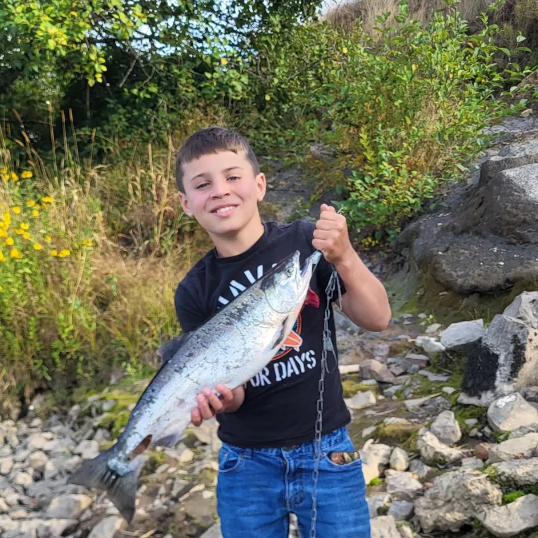 Coho salmon caught on Fishbrain