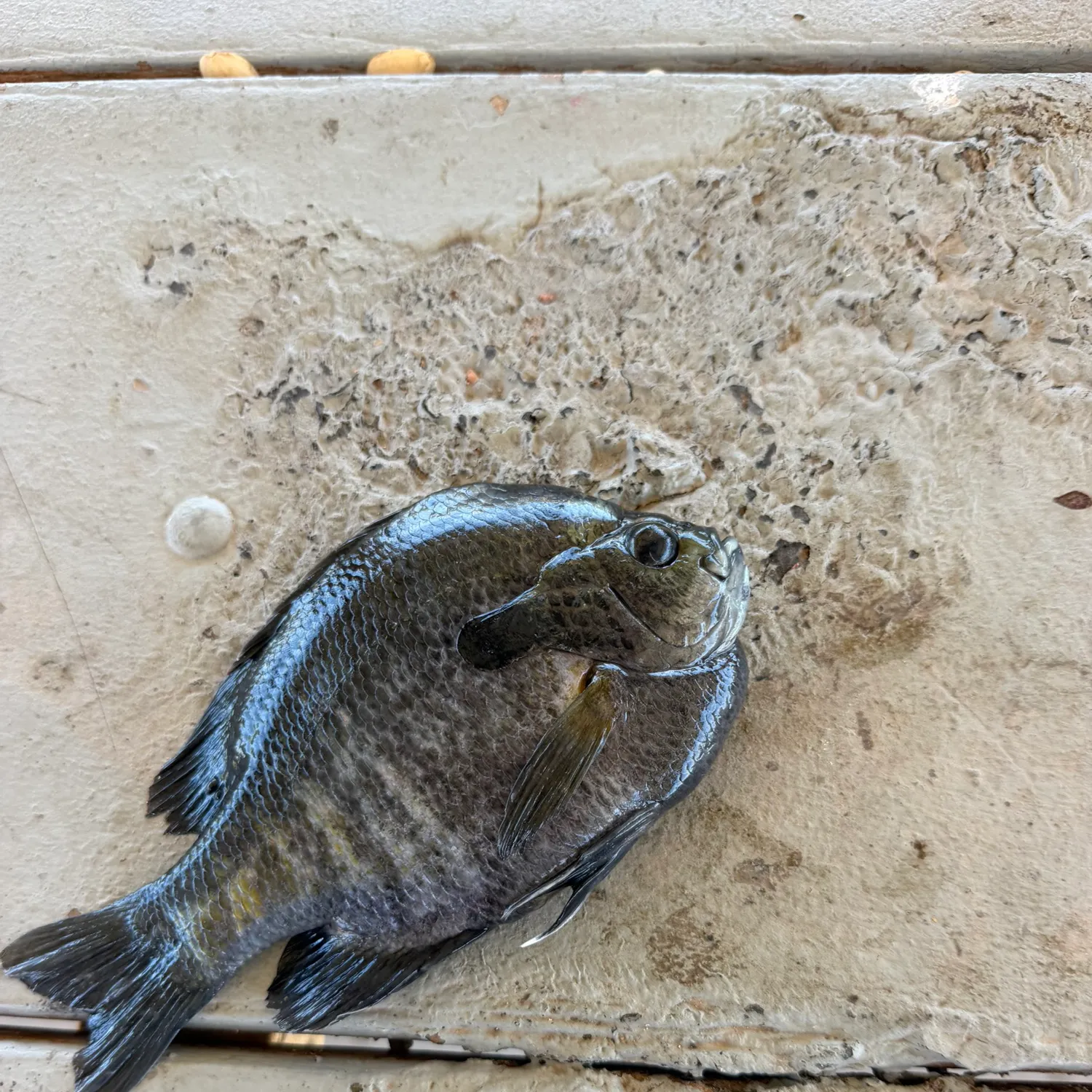 The most recent Coppernose bluegill catches on Fishbrain