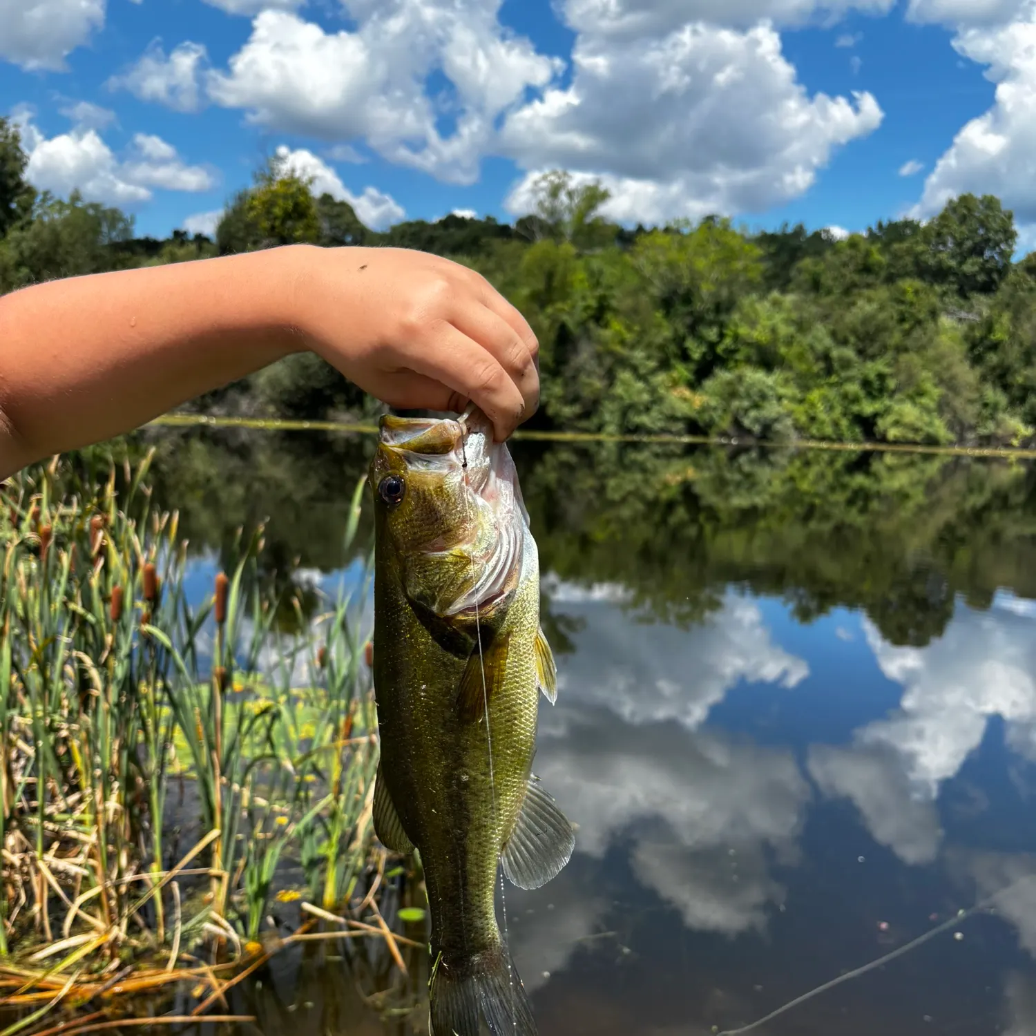 Largemouth bass caught on Fishbrain