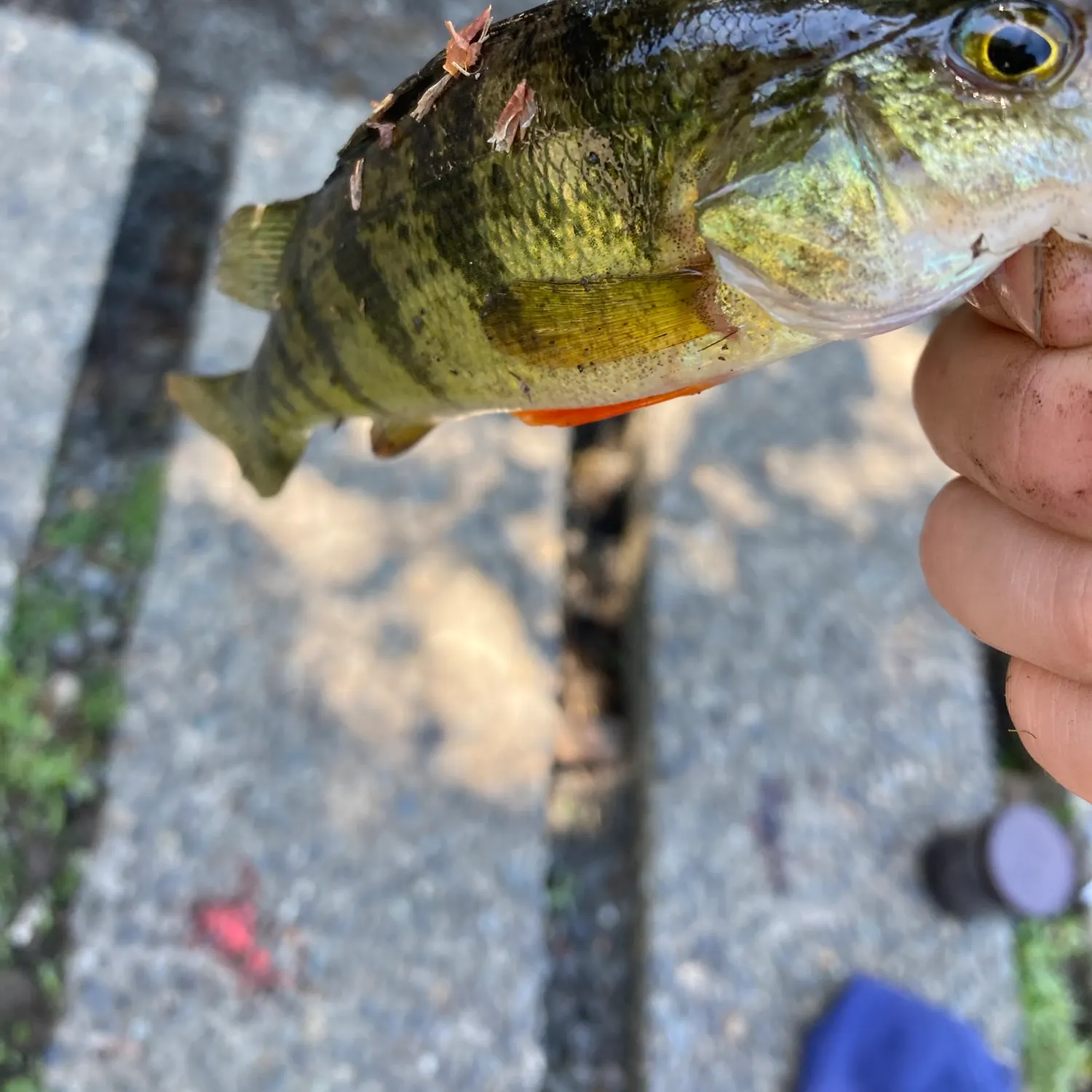 catch