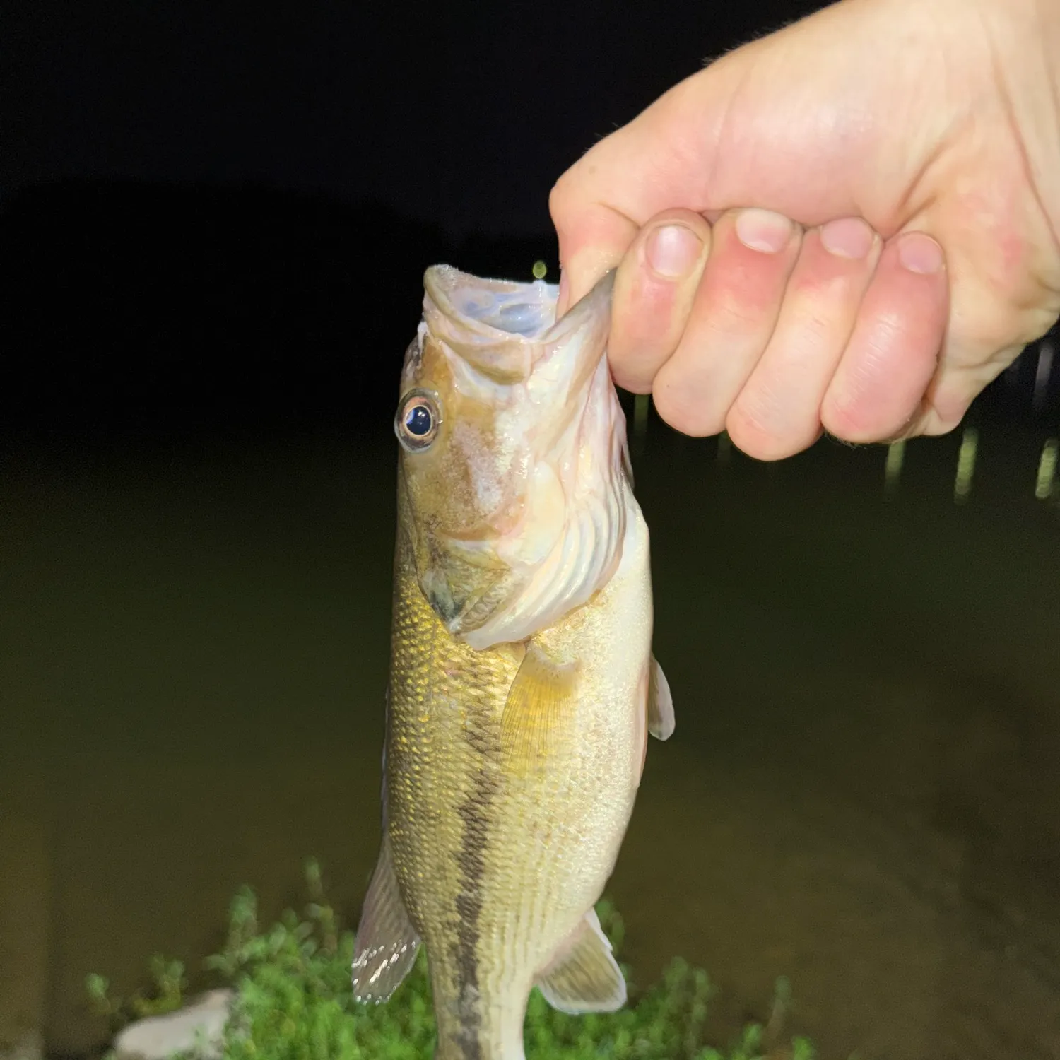 Spotted bass caught on Fishbrain