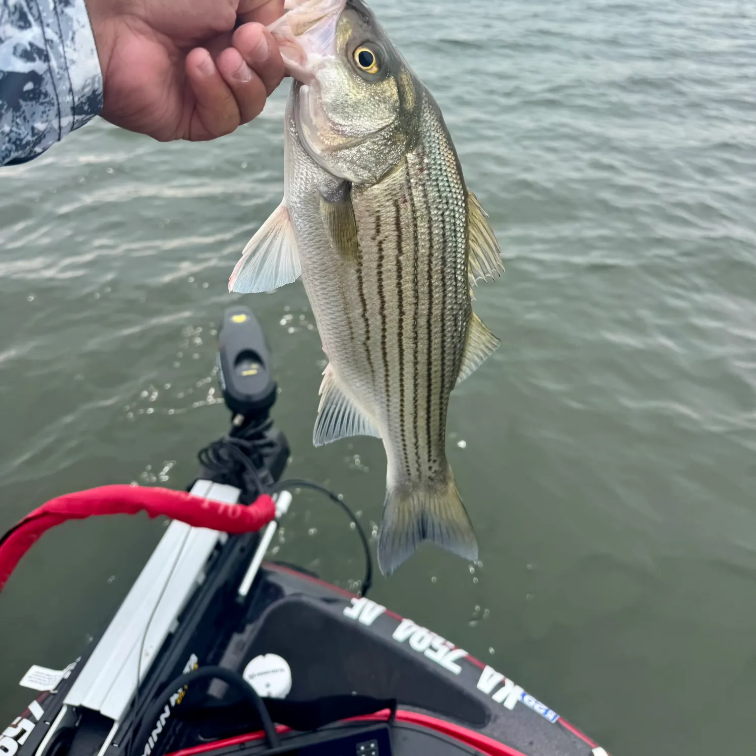 The most recent Wiper catches on Fishbrain